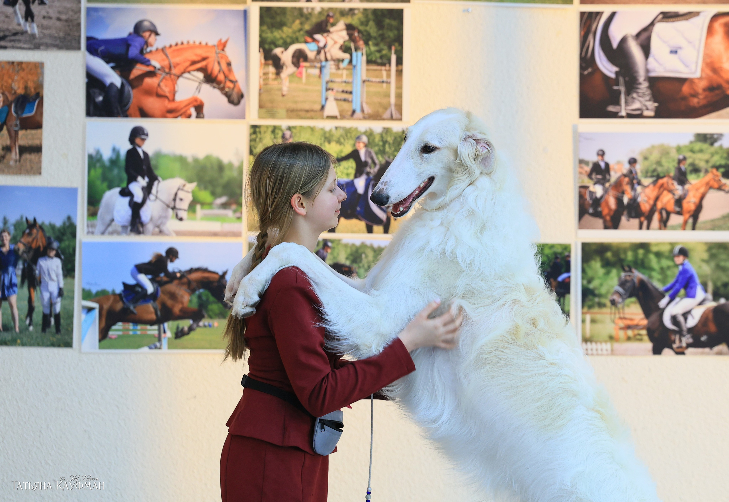 2х выставки собак в Новосибирске. 31.01.2026. Фотограф Анималист из Новосибирска Татьяна Кауфман