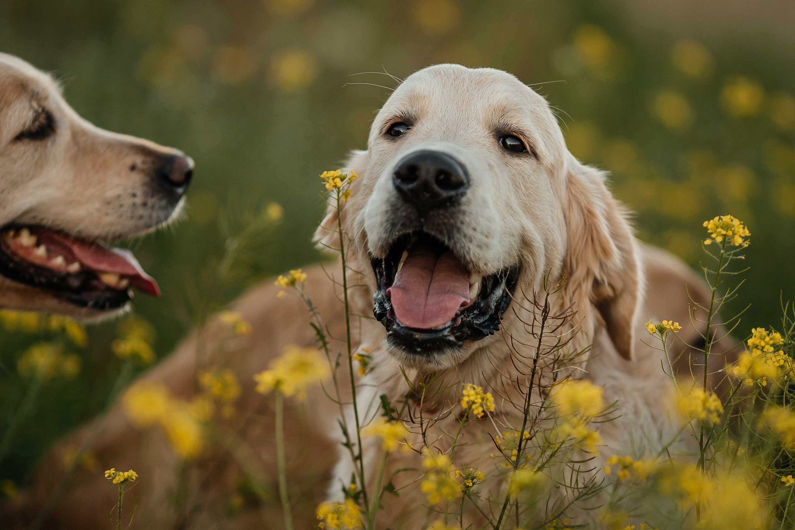 Краш. Питомник Грааль Гардарика