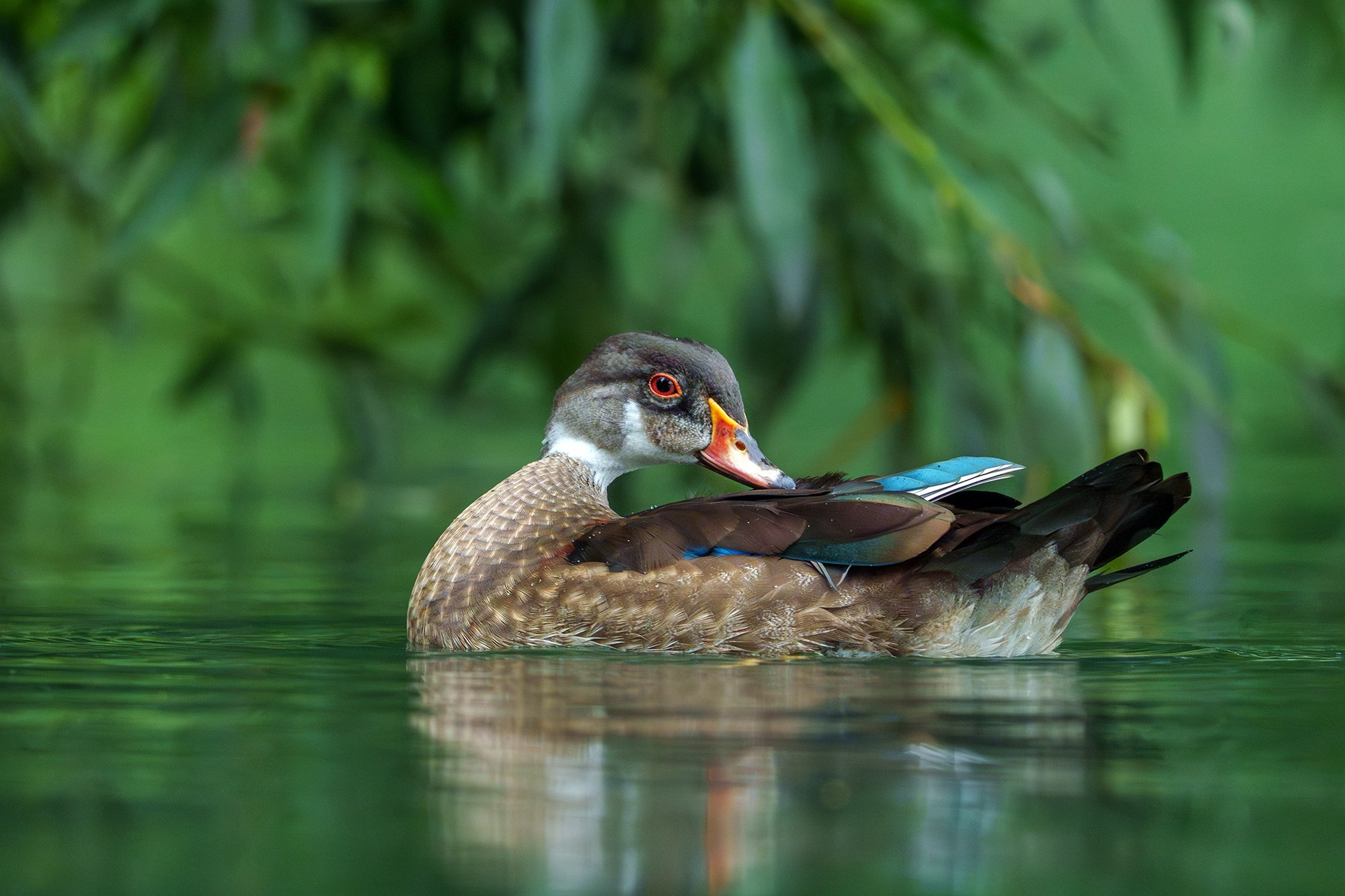 Удивительные мир птиц. Вокруг нас столько прекрасного — присмотритесь!. Ваш личный фотограф Марина Волкова