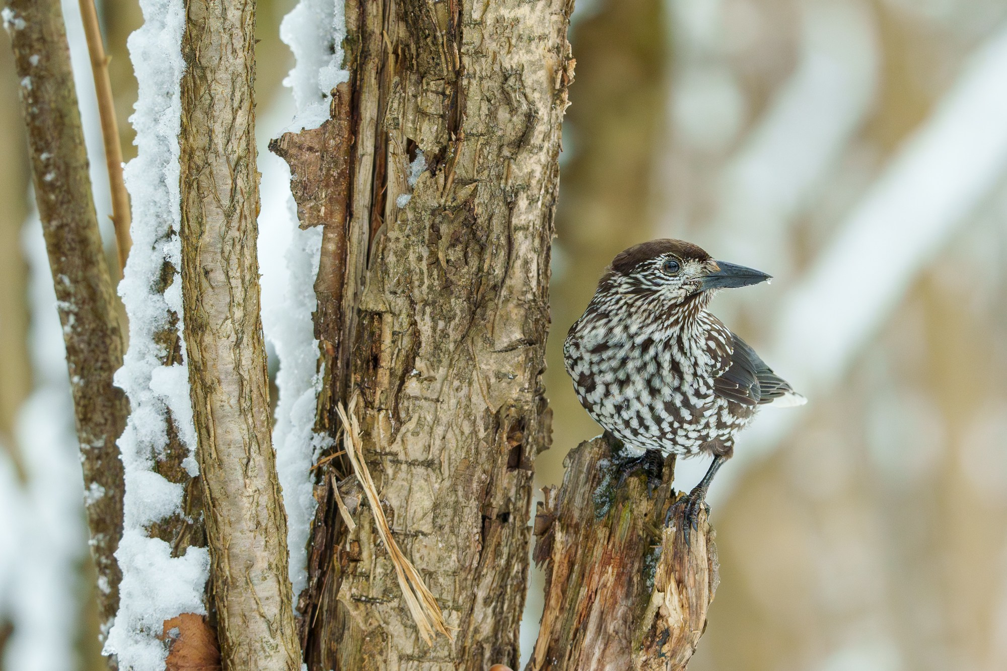 Удивительные мир птиц. Вокруг нас столько прекрасного — присмотритесь!. Ваш личный фотограф Марина Волкова