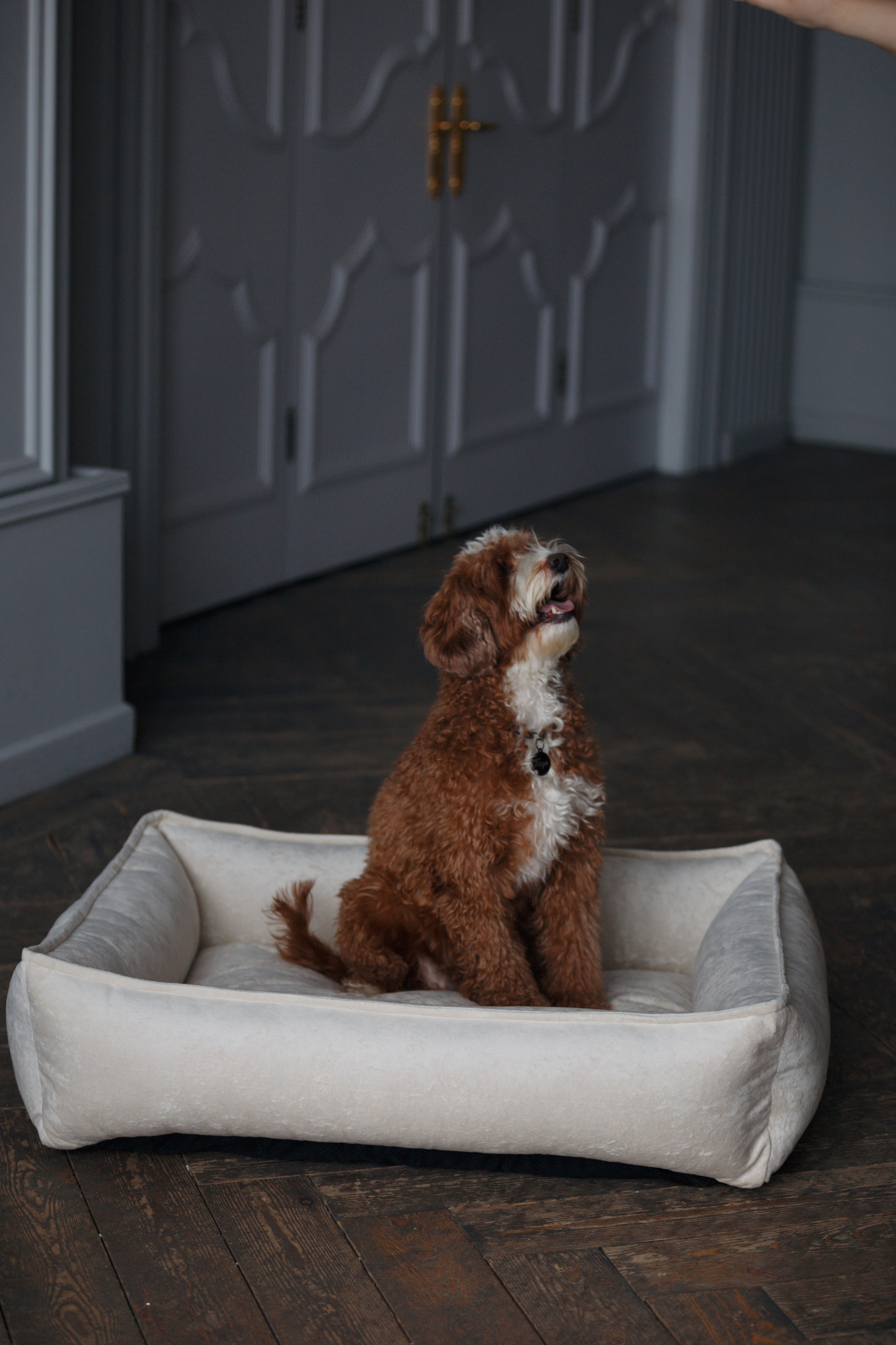 Bmbh лежанки и адресники. Фотограф анималист Кристина Карпова, Москва