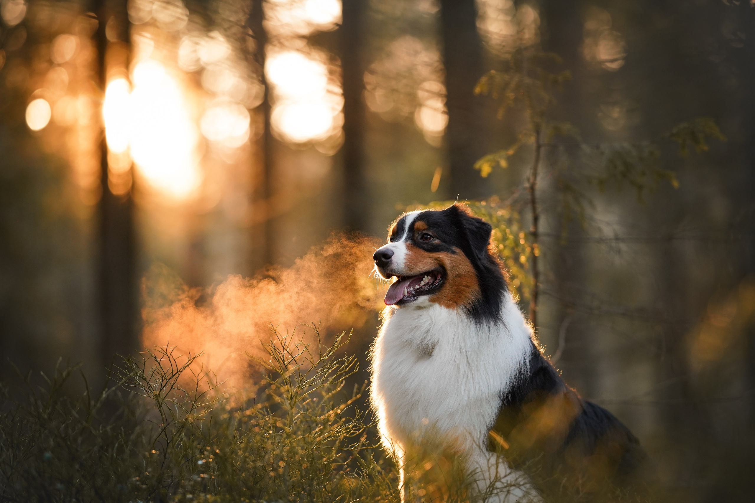 Бэст Айла и Панда. Фотограф-анималист в Санкт-Петербурге Яна Мартынова