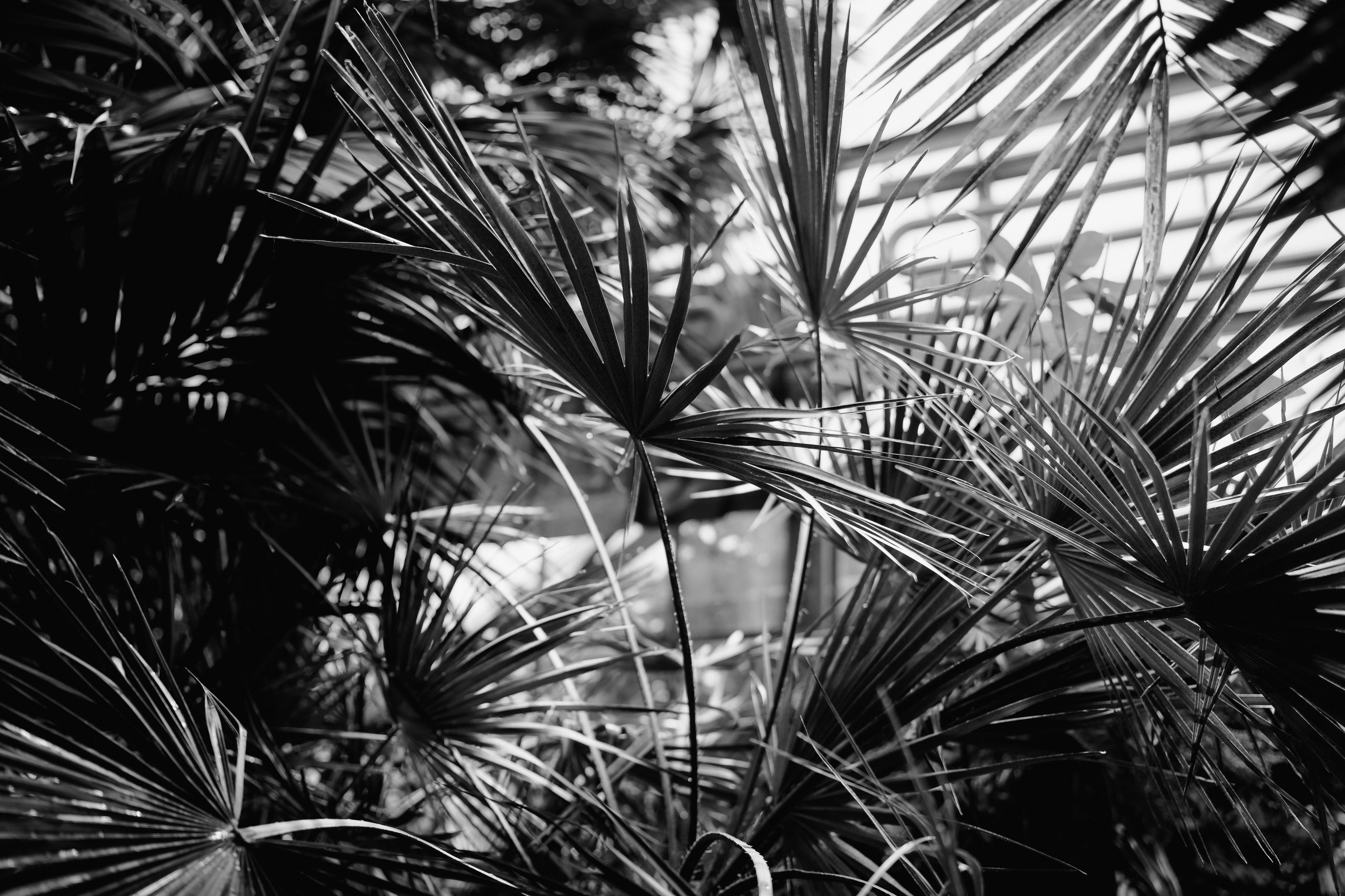 Свадебная съемка. Репортажный фотограф в Калининграде Морозов Кирилл