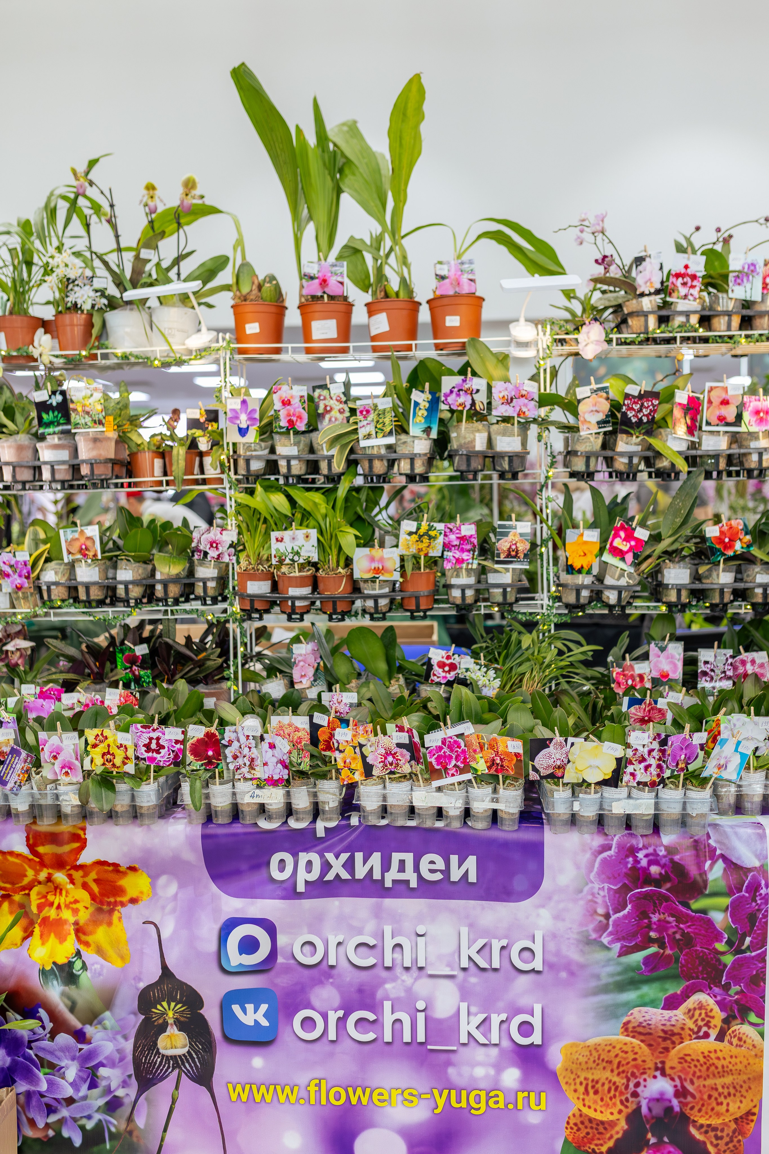 Орхидиум май 2026. Александра Куликова фотограф, Москва