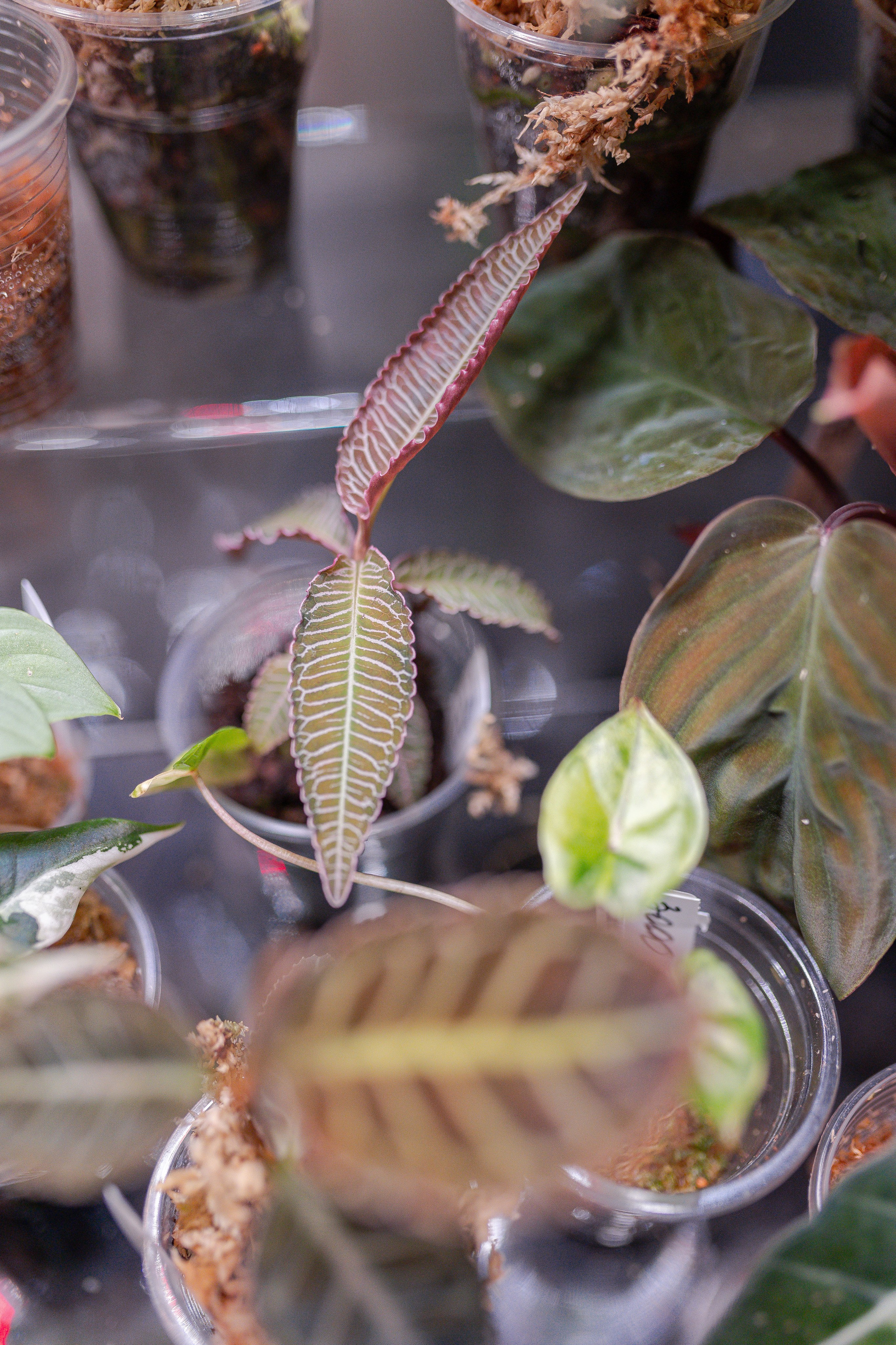 Орхидиум 12.2025. Александра Куликова фотограф, Москва