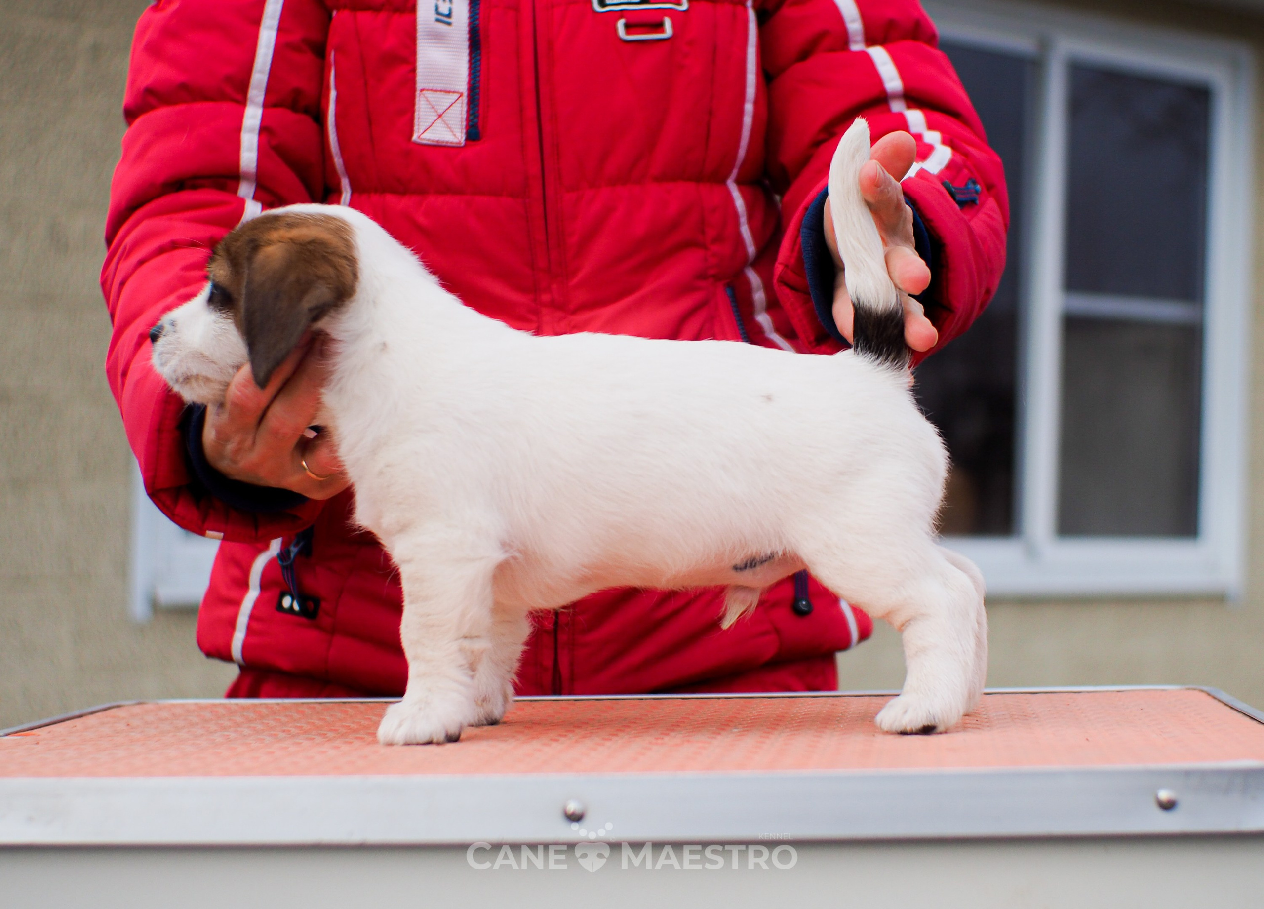 1КОБЛ_МОНОКЛЬ_Ц_ЛИТТЕР. CANE MAESTRO — kennel Jack Russell Terrier