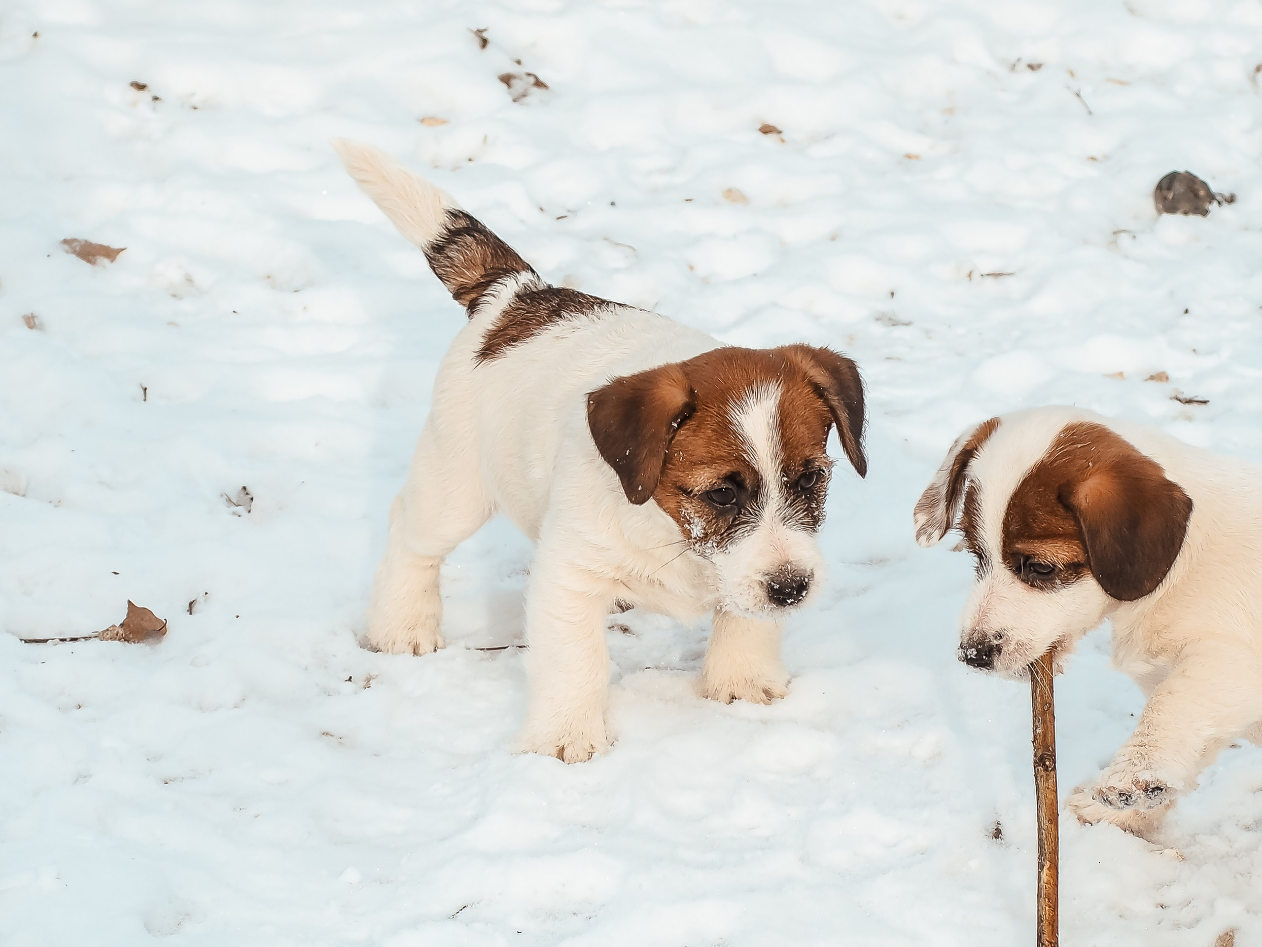 Мальчик 2. Кобель бело-рыжий. Джек рассел терьер щенок. КАНЕ МАЭСТРО — питомник Джек рассел терьеров