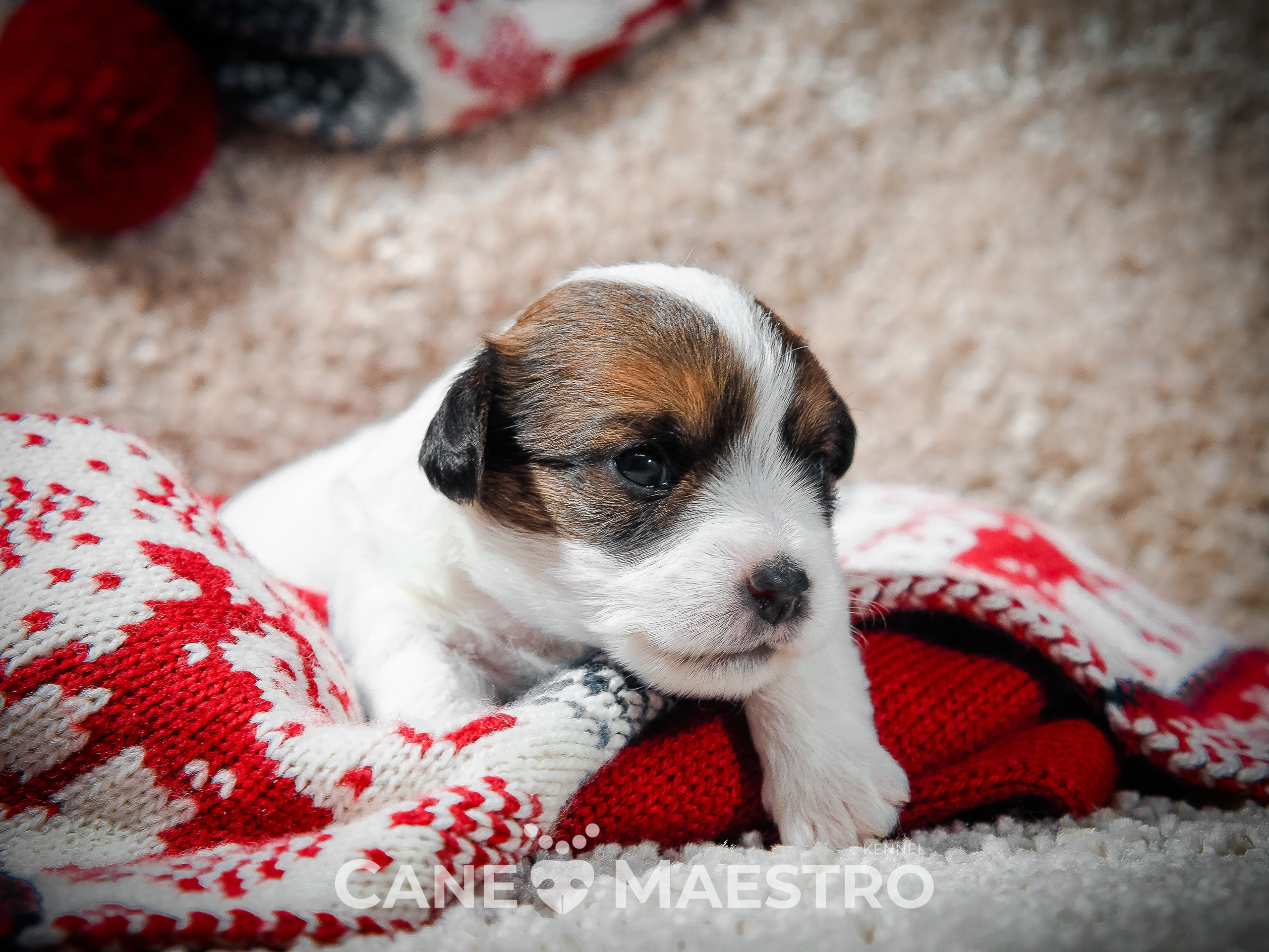 3КОБЛ_СНЕГОВИК. CANE MAESTRO — kennel Jack Russell Terrier