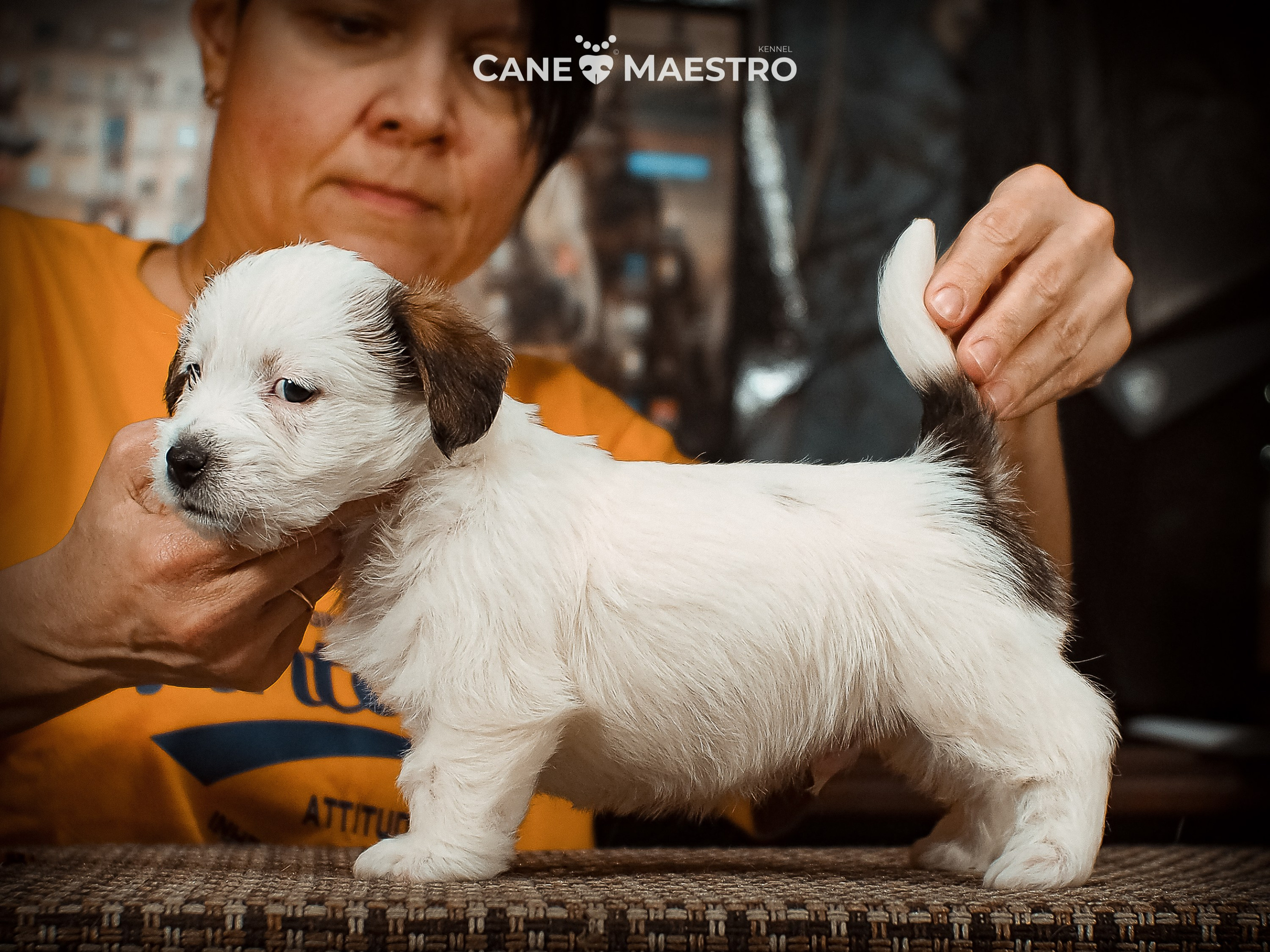 КОБ_Б_МОНОКЛЬ. CANE MAESTRO — kennel Jack Russell Terrier
