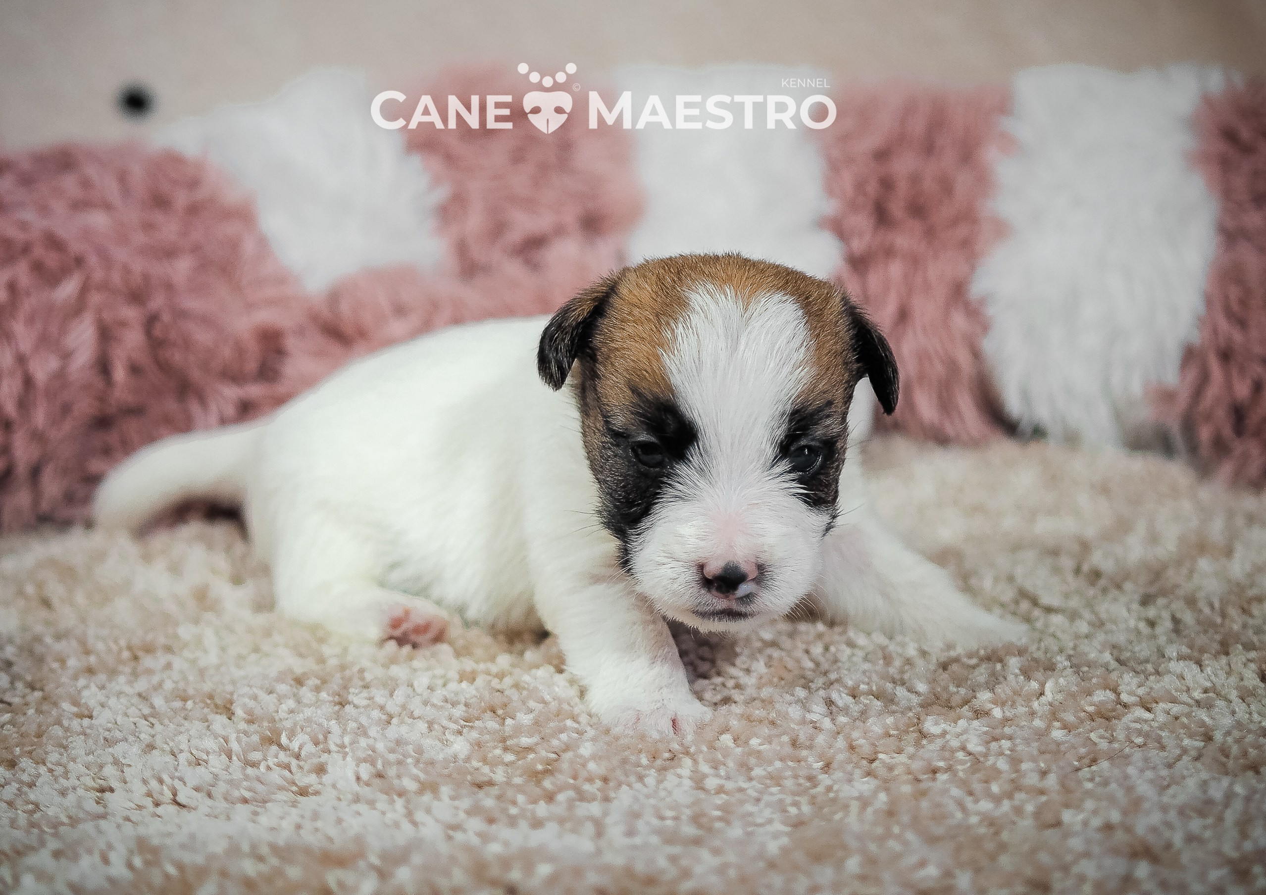 Щенок кобель ДРТ. КАНЕ МАЭСТРО — питомник Джек рассел терьеров