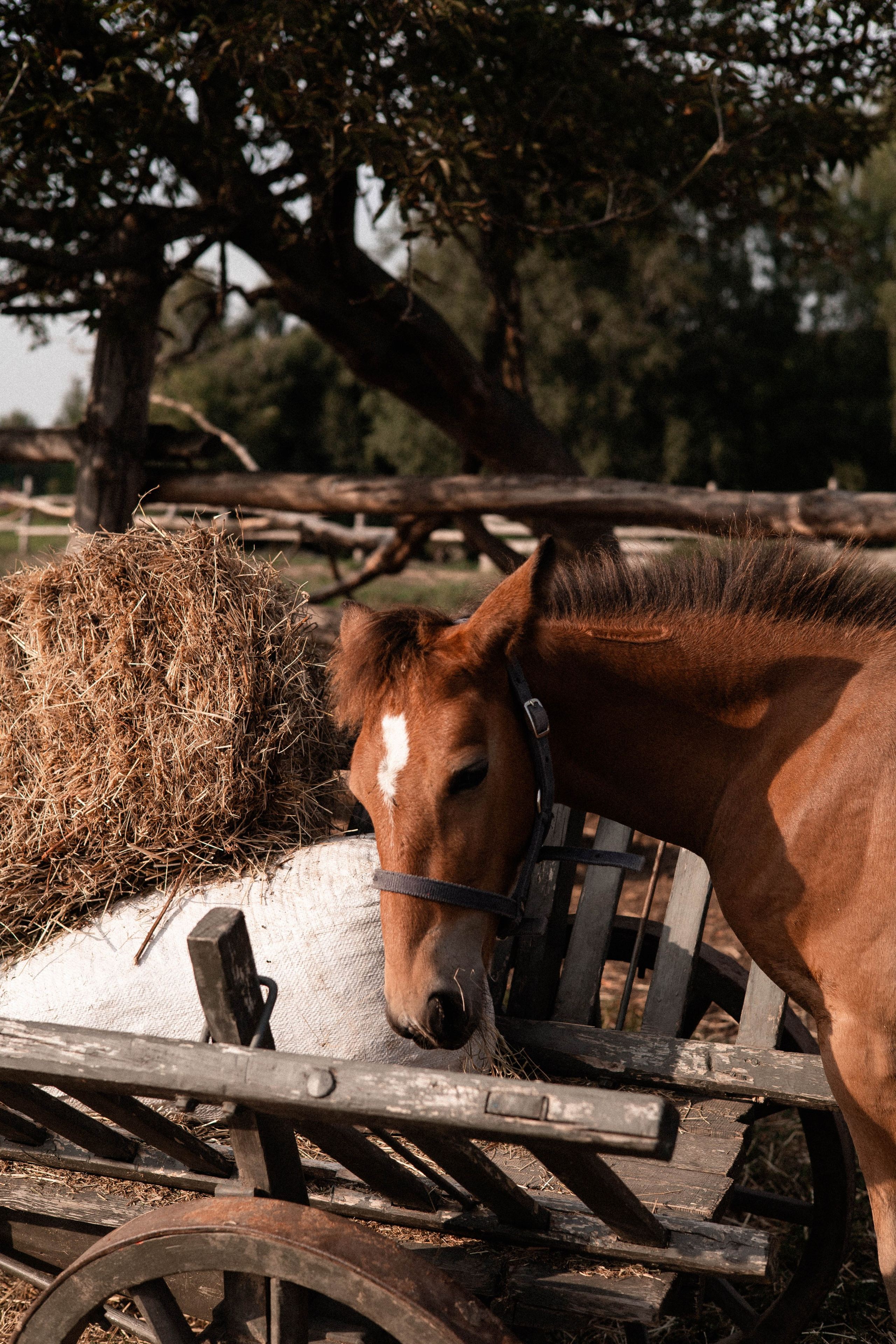 Давид, Настя и Дима. Свадебный и портретный фотограф Соломко Диана