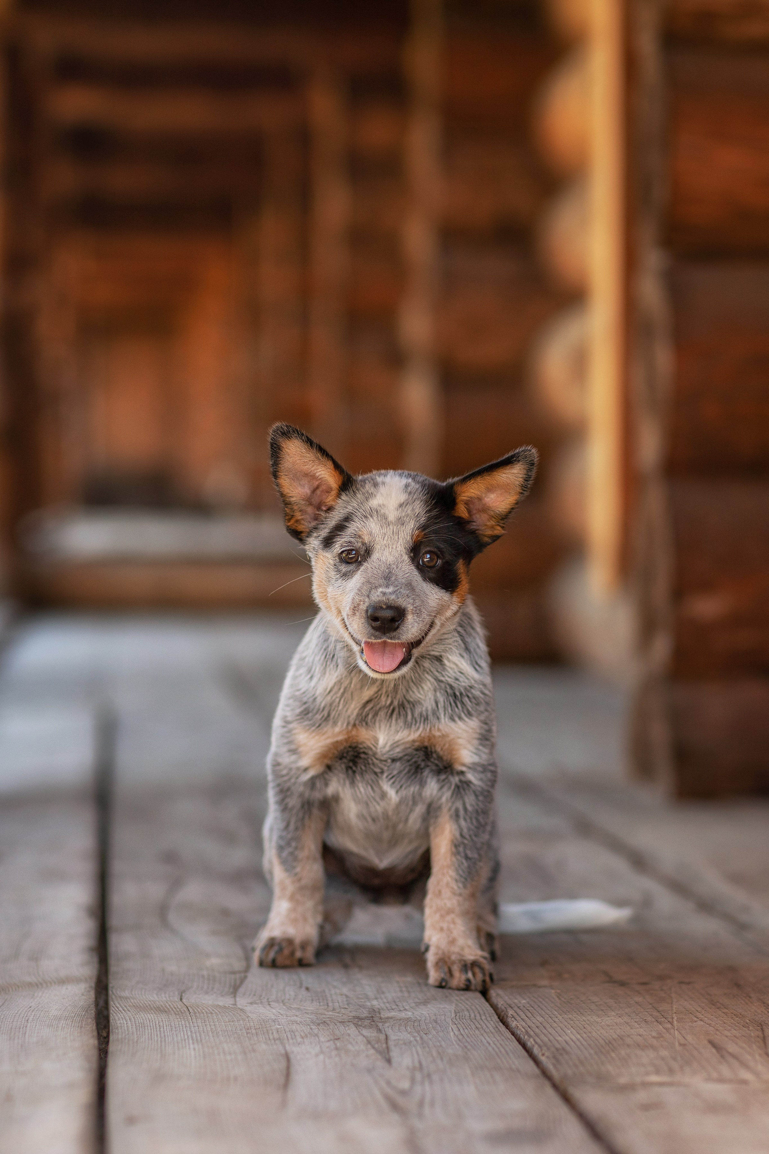 Фотосессия щенков. Фотограф для Вашей собаки