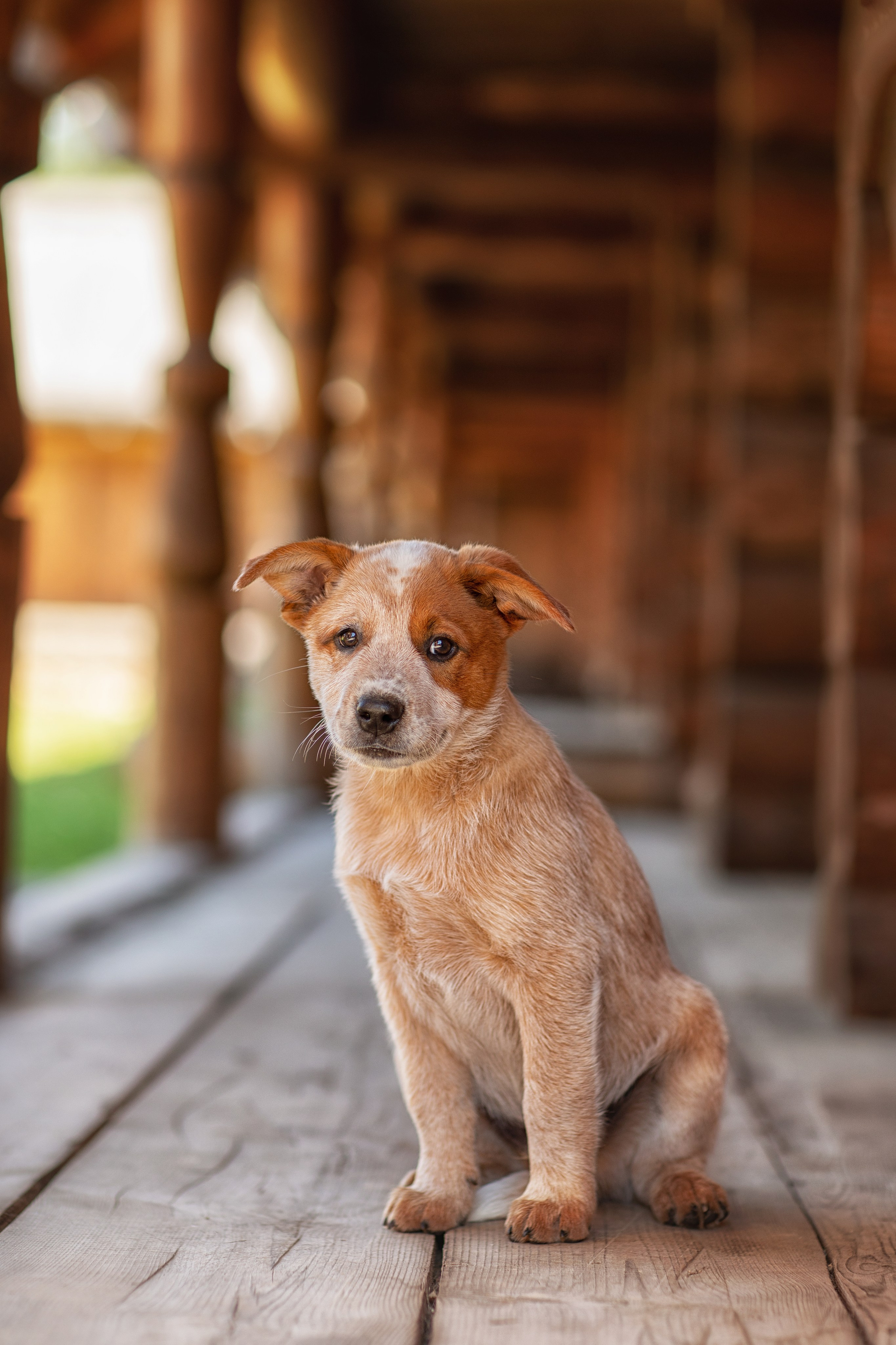 Фотосессия щенков. Фотограф для Вашей собаки