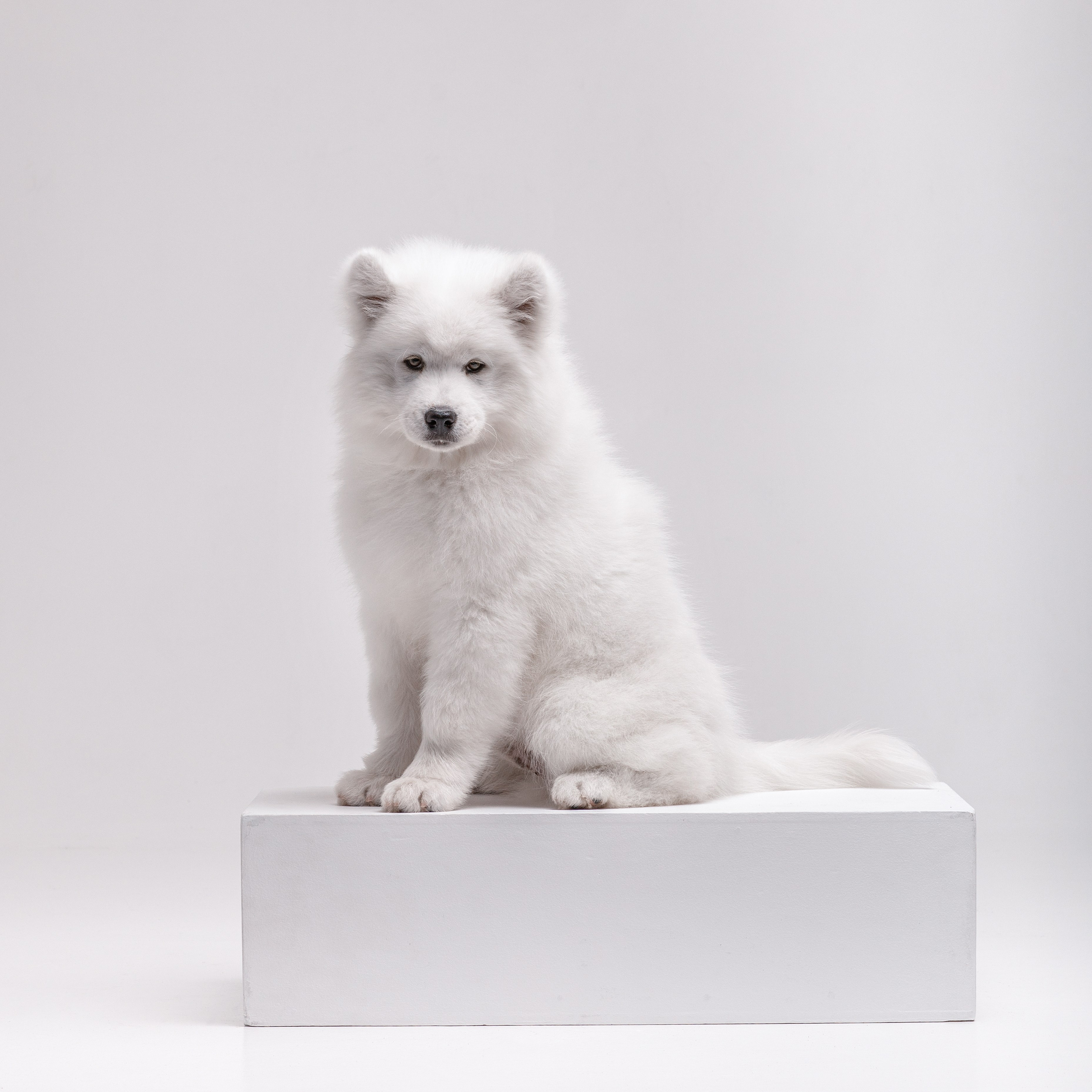 Фотосессия щенков. Фотограф для Вашей собаки