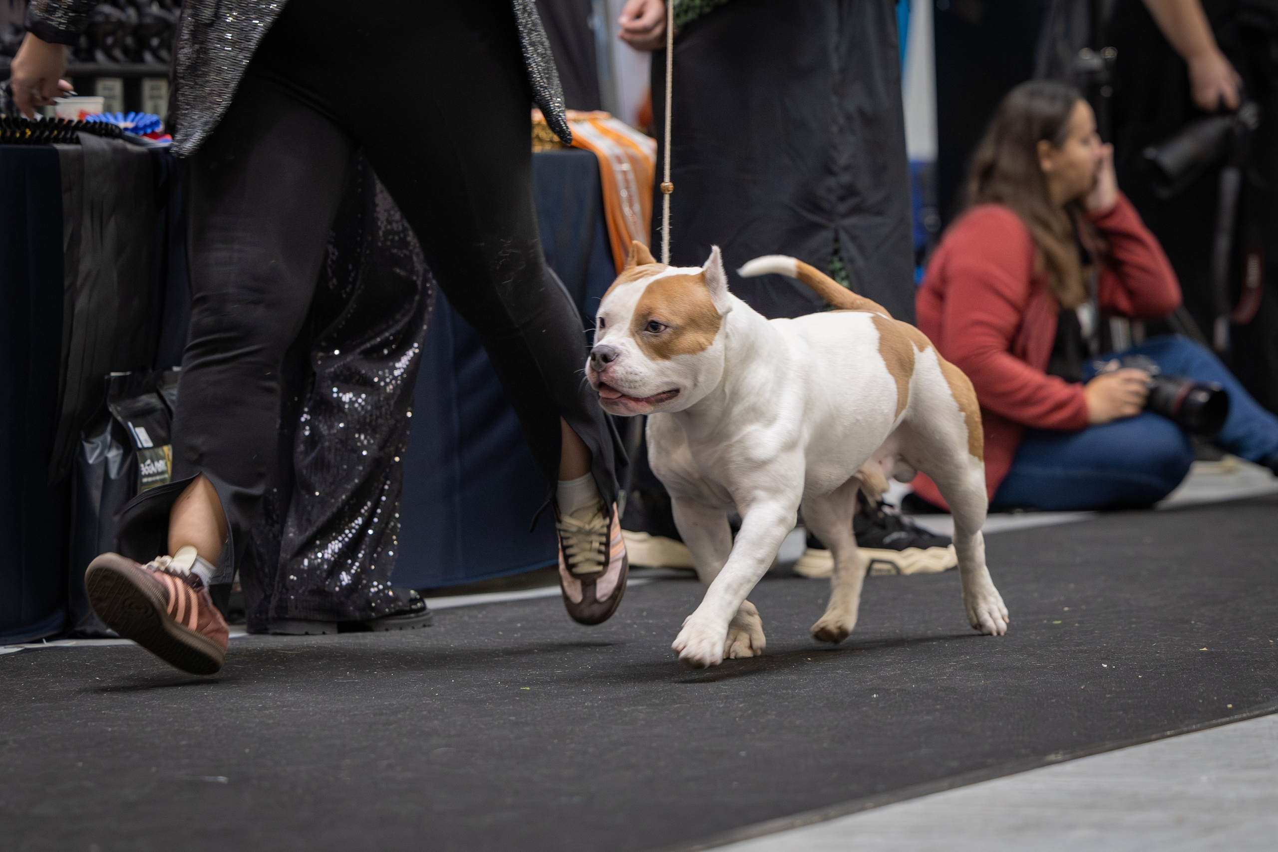 АВКС. Виктория Михайловская. Фотограф-анималист. Москва