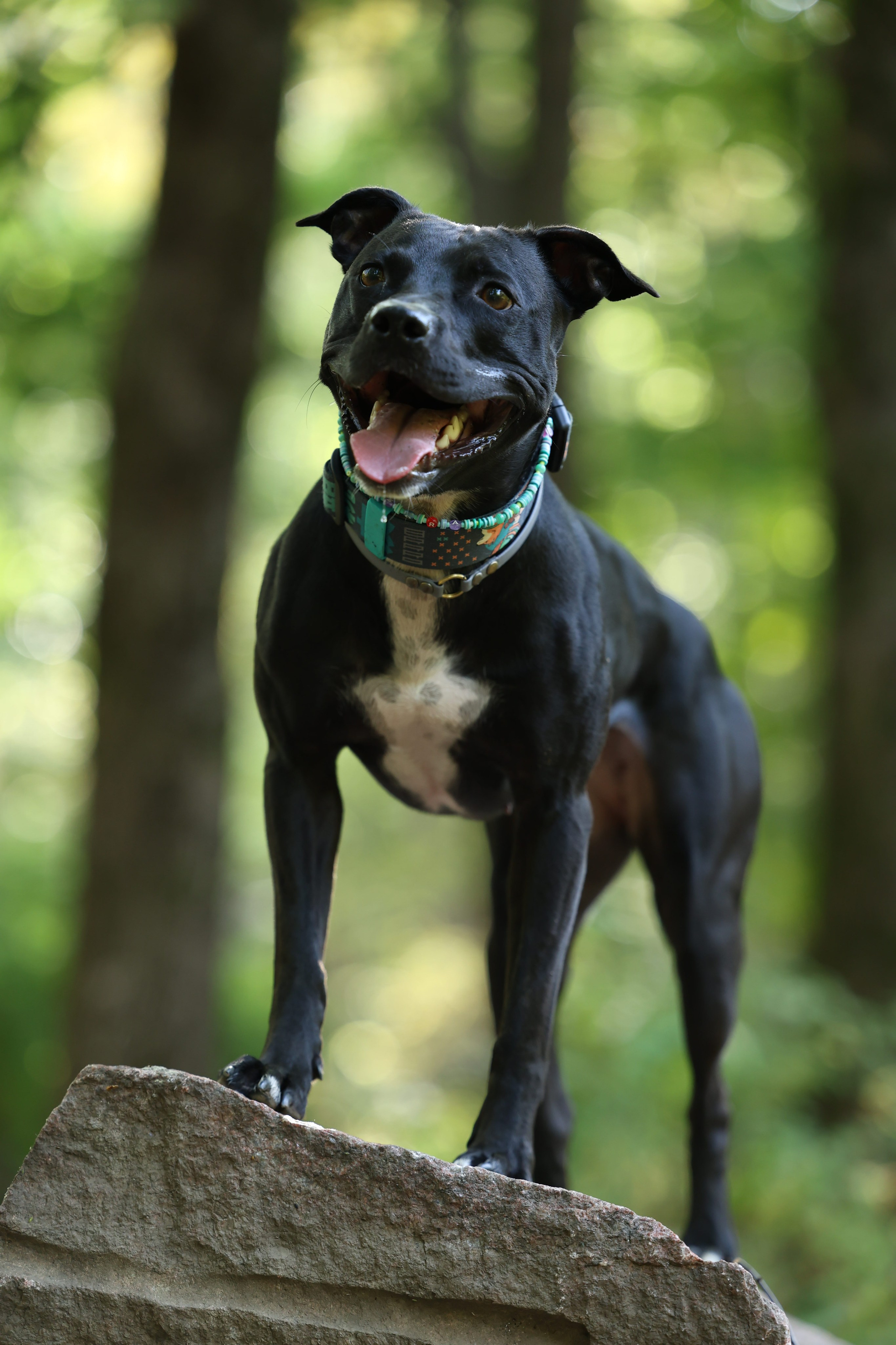 Алена и Бора. Виктория Михайловская. Фотограф-анималист. Москва