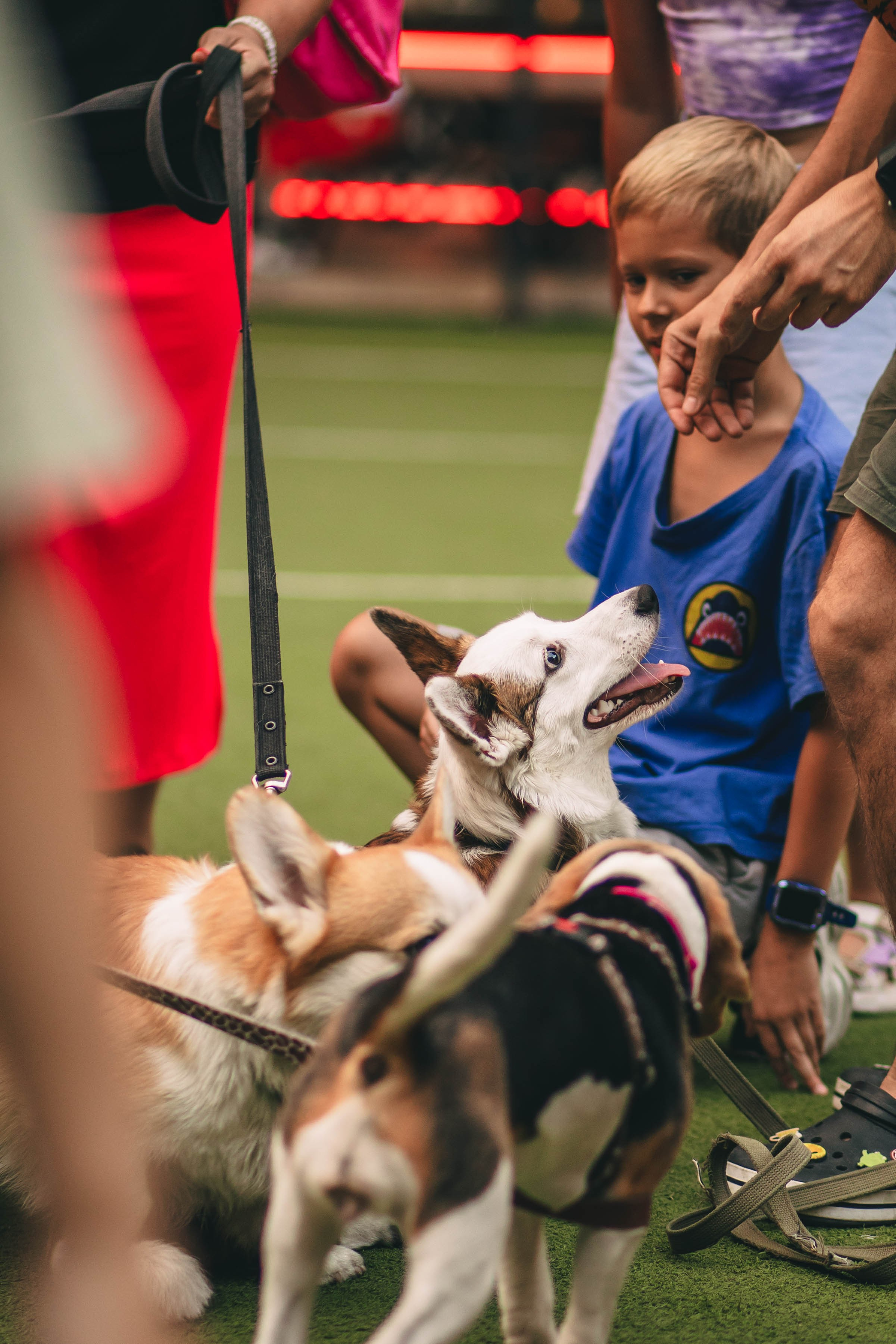 Pet-Party + Live-music |Парк Культуры. Фотограф в Ставрополе Алина Клочкова