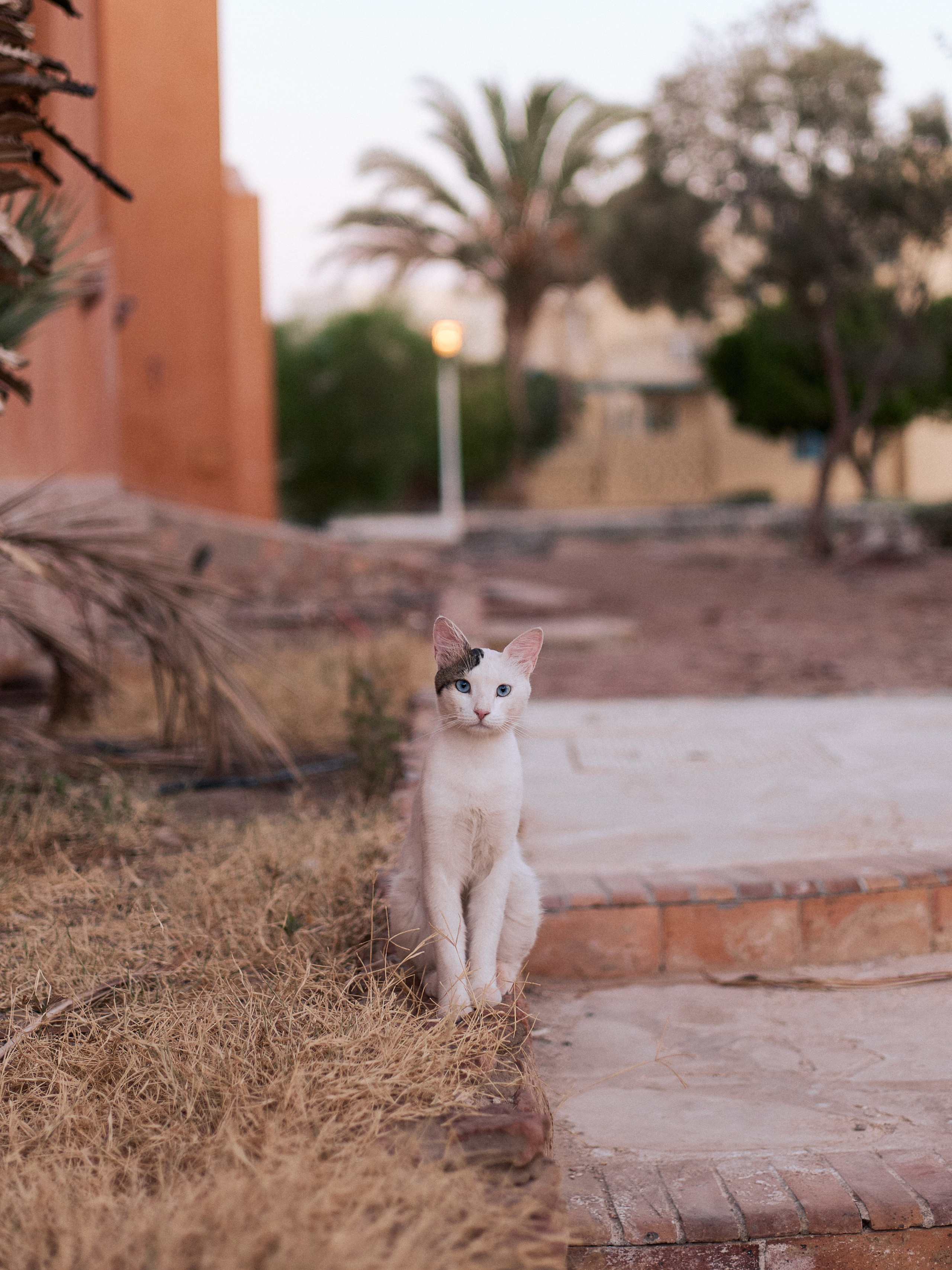 Другое 3. Jorgis Talè — photographer, kind person, teacher of arts and other mag