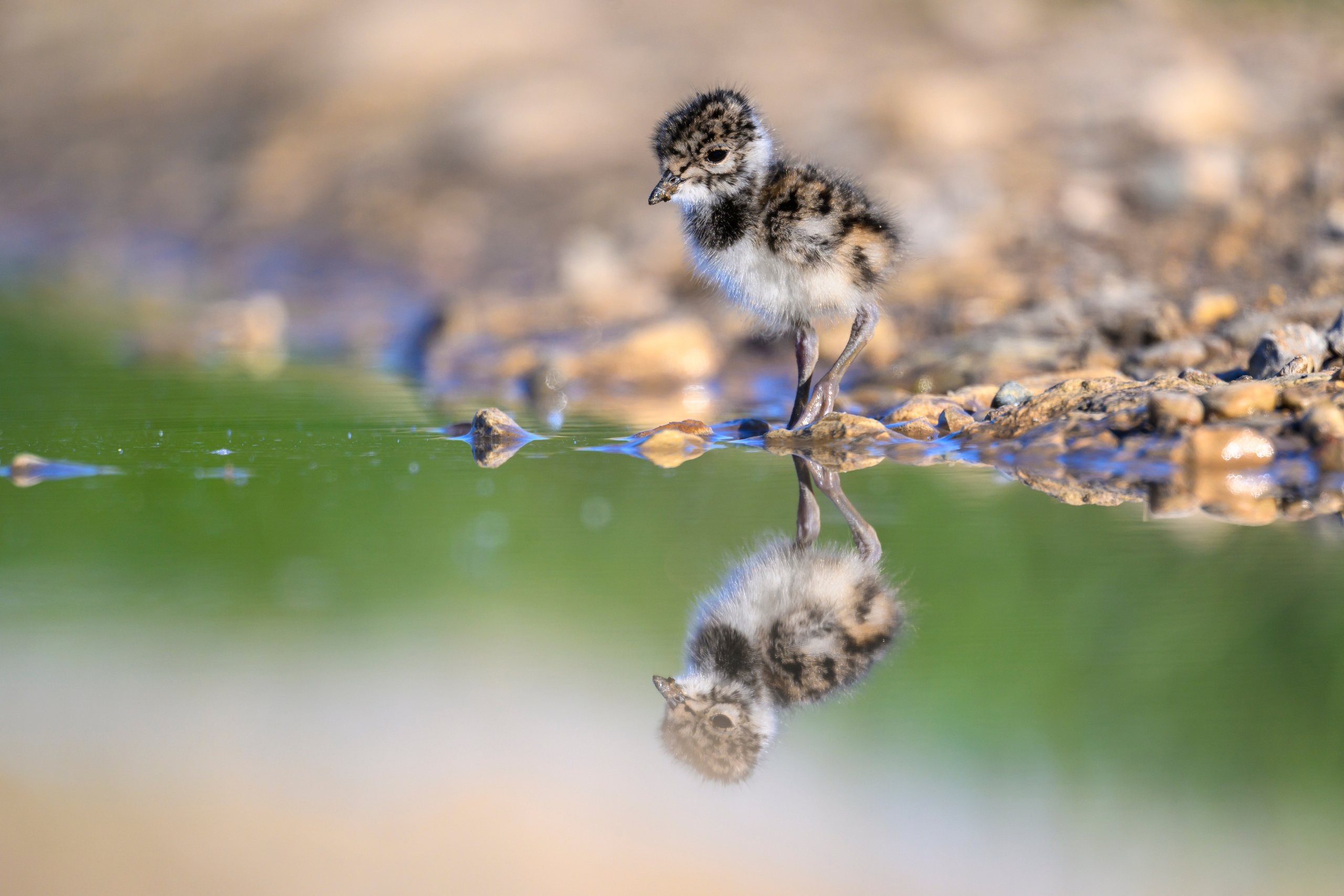 Чибисята. Wildlife photography by Sergey Puponin