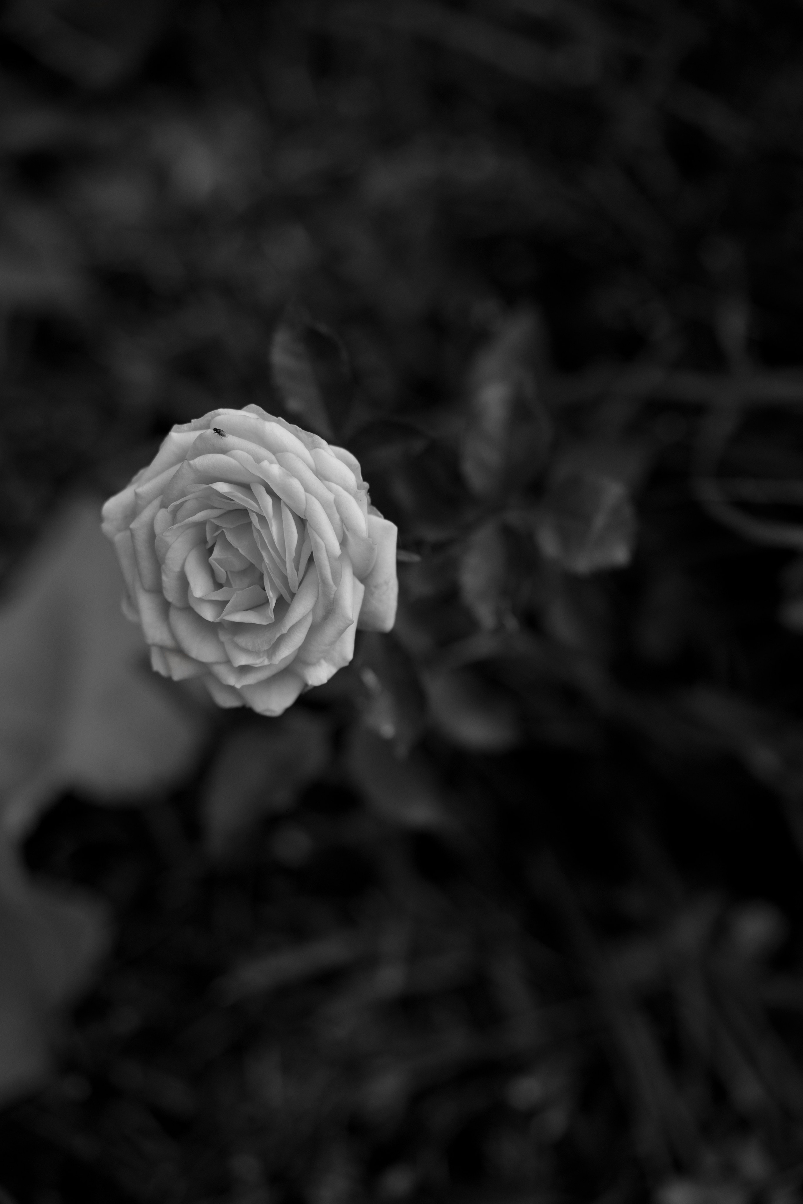 Евгений & Лиана