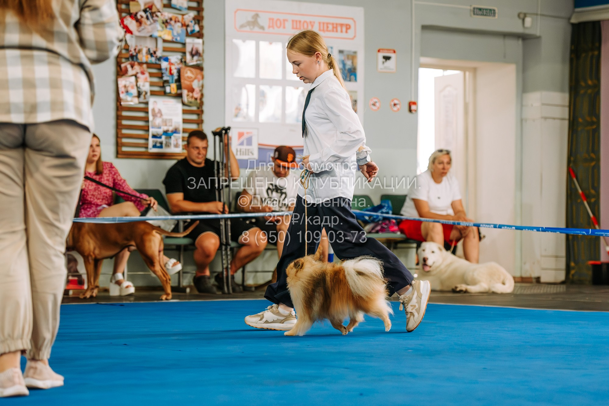 Национальная выставка собак всех пород ранга САС-IKU «Кубок Красноярск. Фотограф Диана Оленина Красноярск / Братск