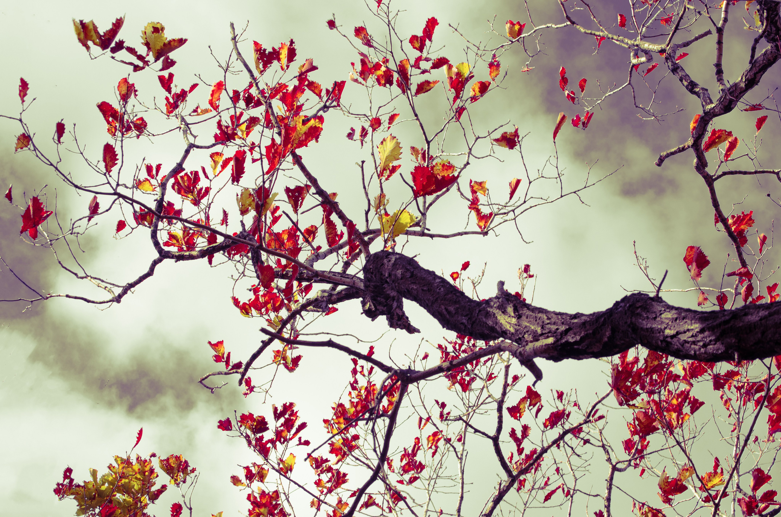 art, artist, photo, photography, photographer, contemporary art, talent, picture, pop art, gallery, фотограф, фотография, творчество, художник, рекламная съемка, творческая съемка, современное искусство, соврисск, совриск, современная фотография, творческая фотография, картины, попарт, поп арт, фото проекты, photo project, bag, сумка, cover song, обложка для музыкального альбома, обложка для книги, постер, картина