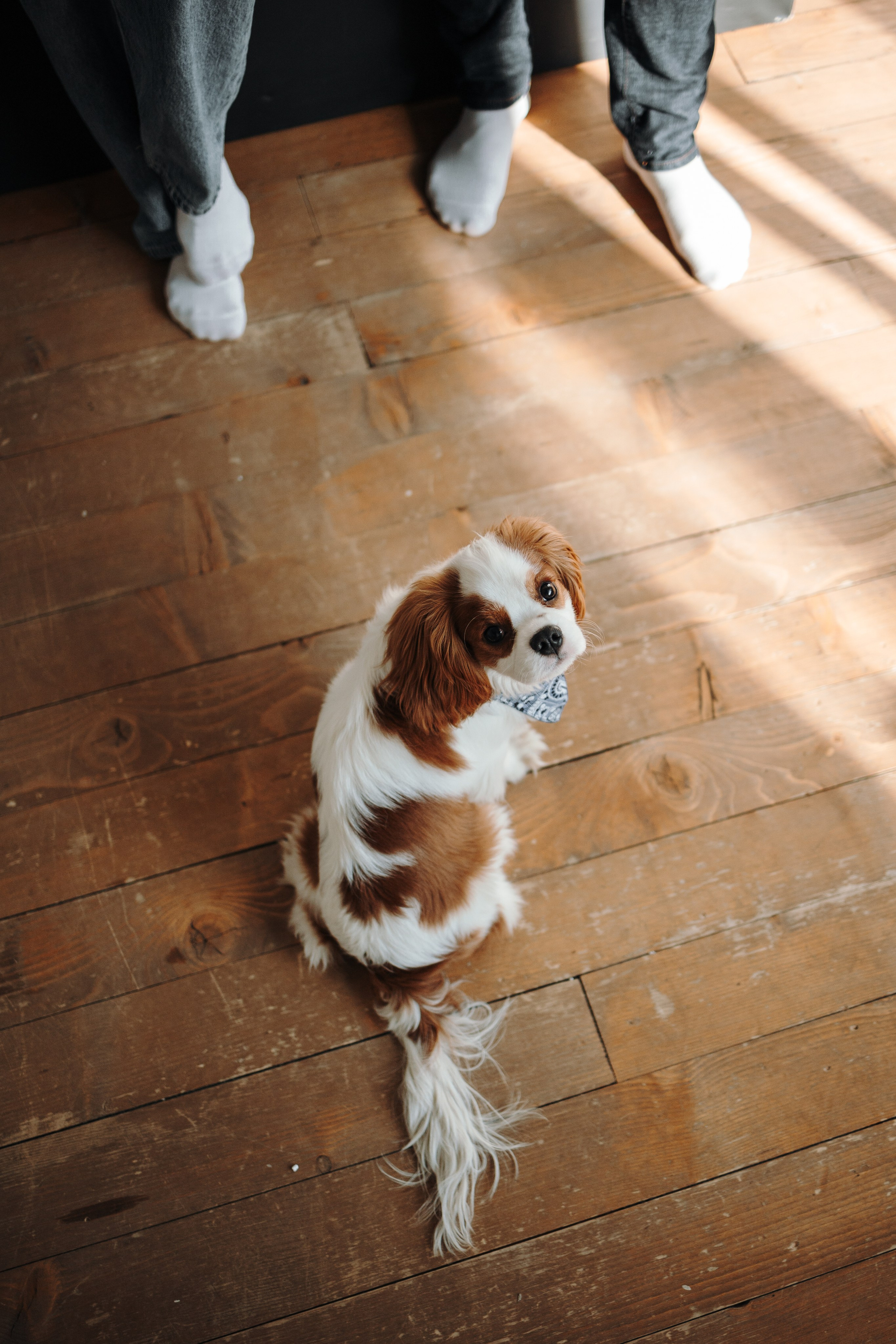 Плуто и его семья. Фотограф — Анималист | Санкт-Петербург