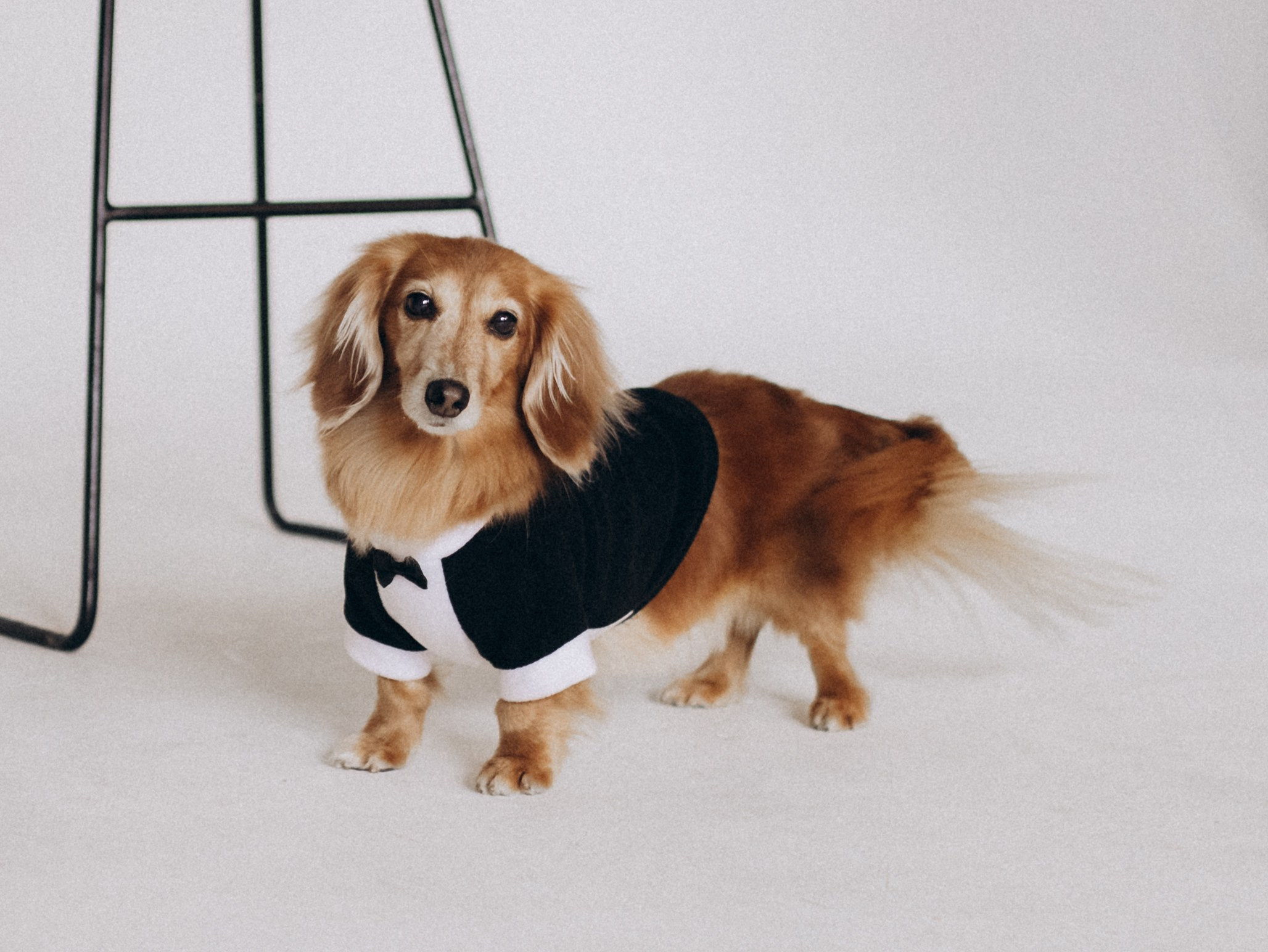 Лимон и Аня. Фотограф-анималист в Москве Кириллова Татьяна