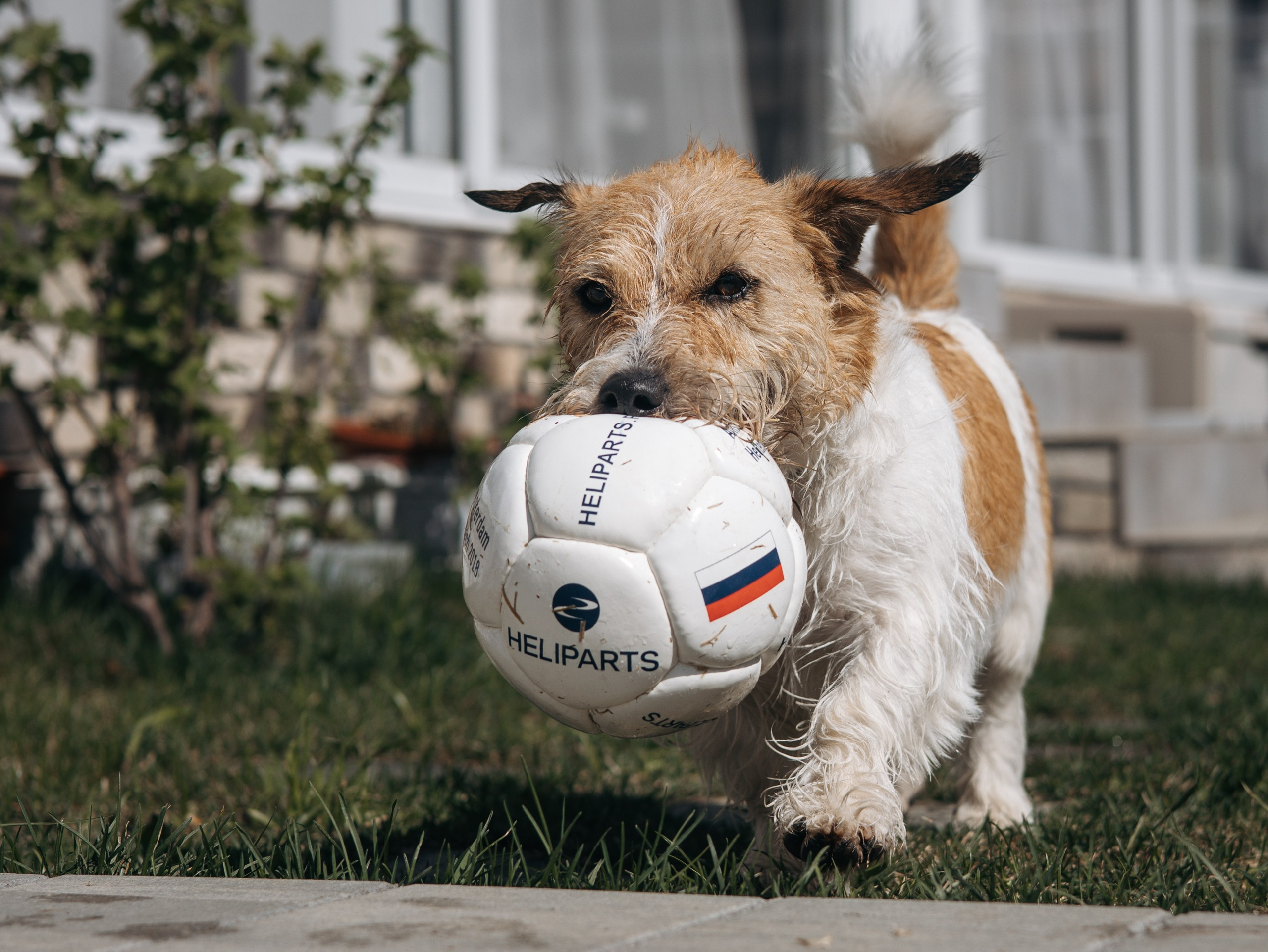 День рождение Зенита. Фотограф-анималист в Москве Кириллова Татьяна