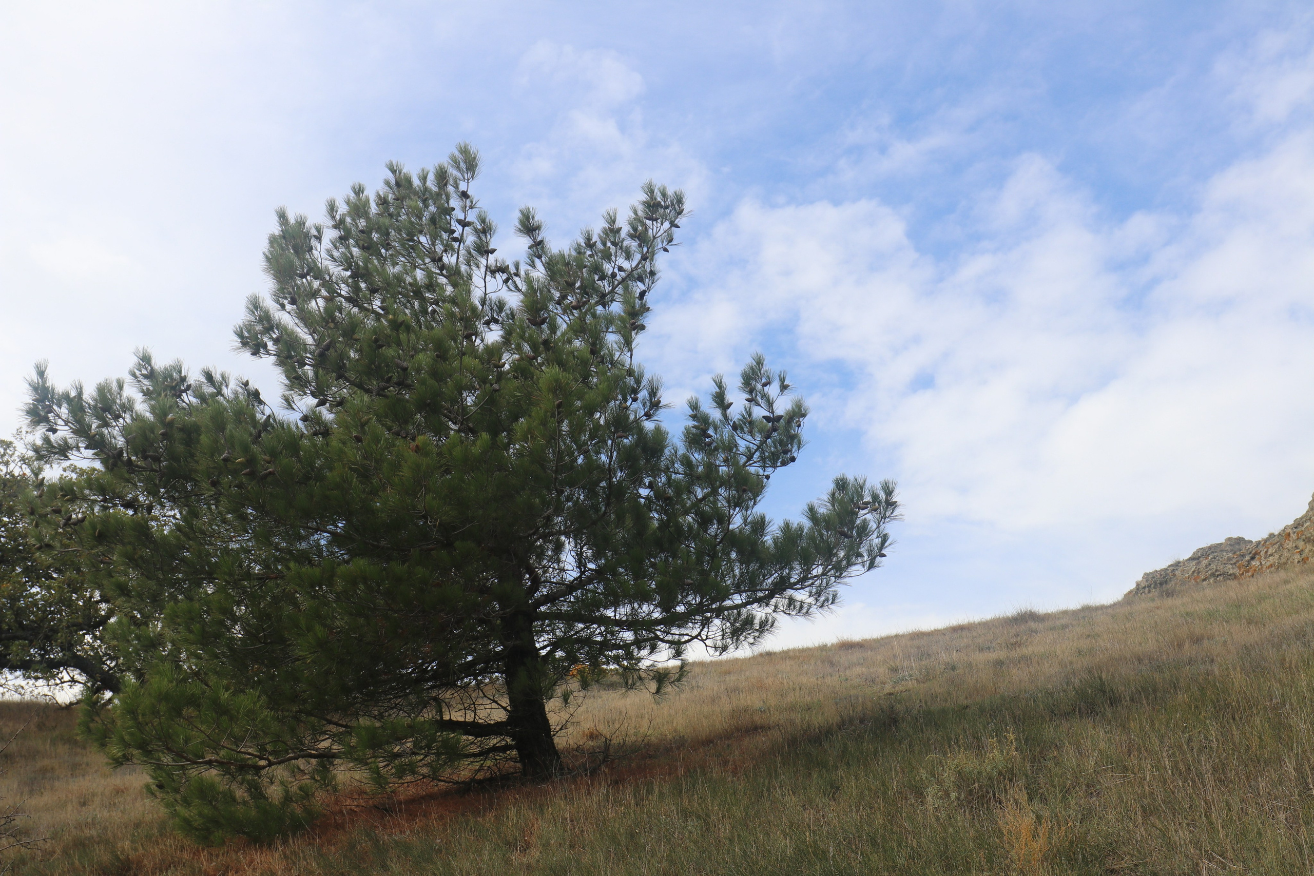 Крым. ЮБК (Судак, Карадаг). Ноябрь 2020. Путешественник-фотограф из Санкт-Петербурга Татьяна Свистулина