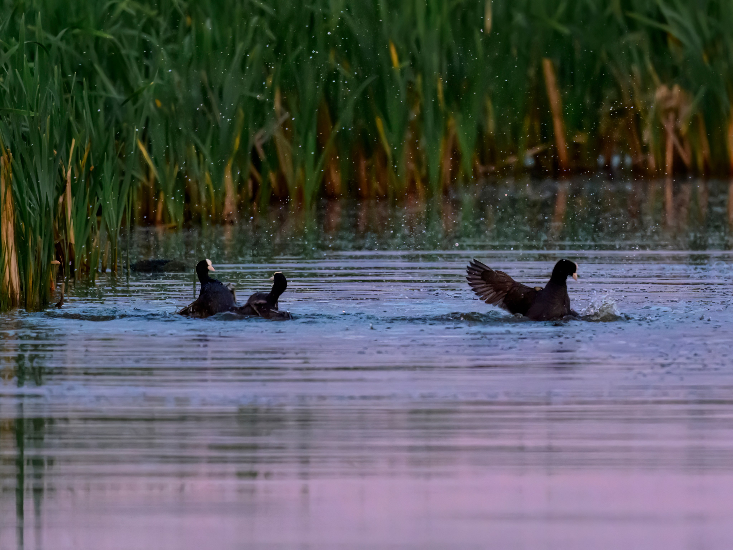 Драки лысух и лунь. Wildlife photography by Sergey Puponin