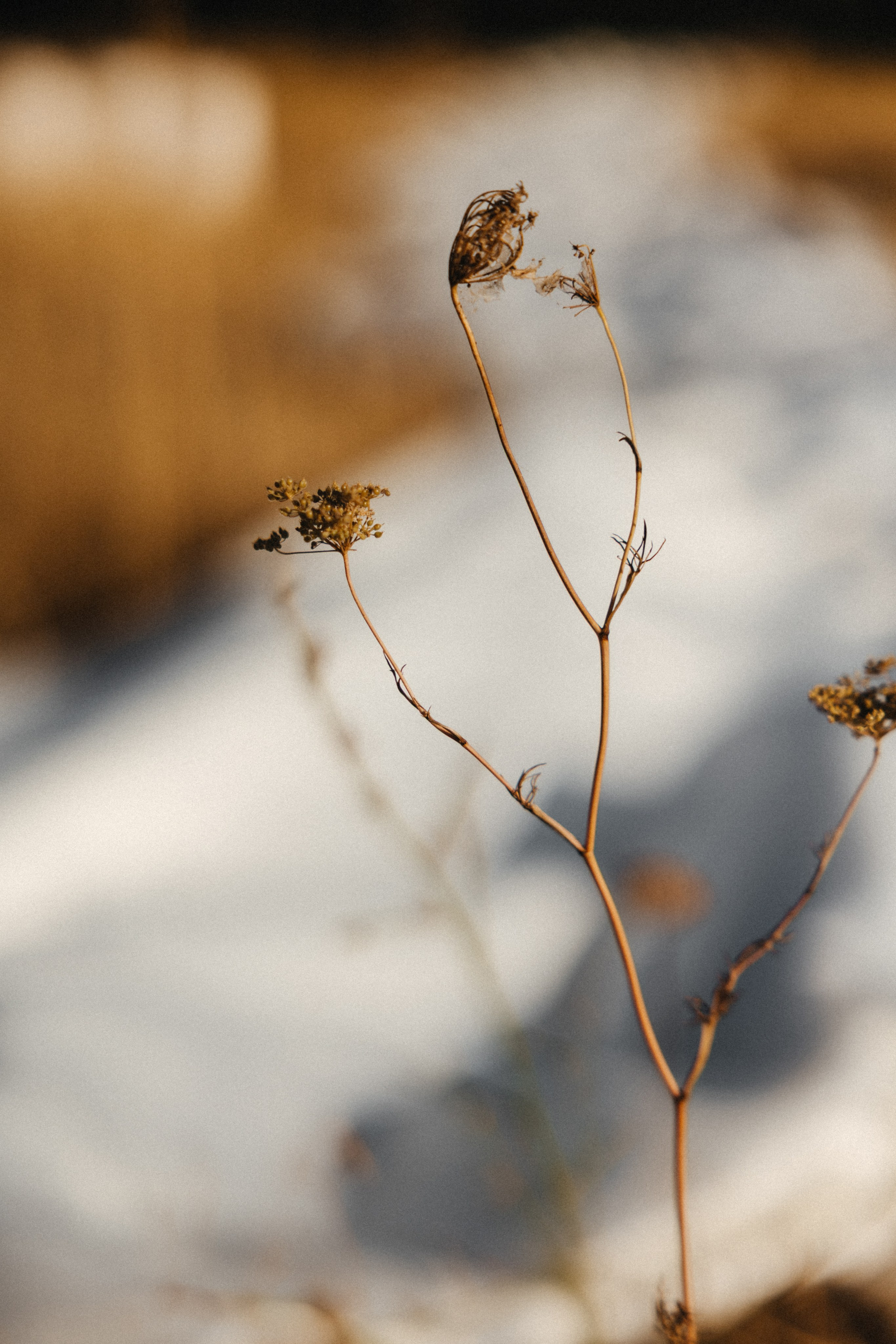 Шепот трав. Свадебный и семейный фотограф и видеограф, Крым, Москва, Санкт -Петербург