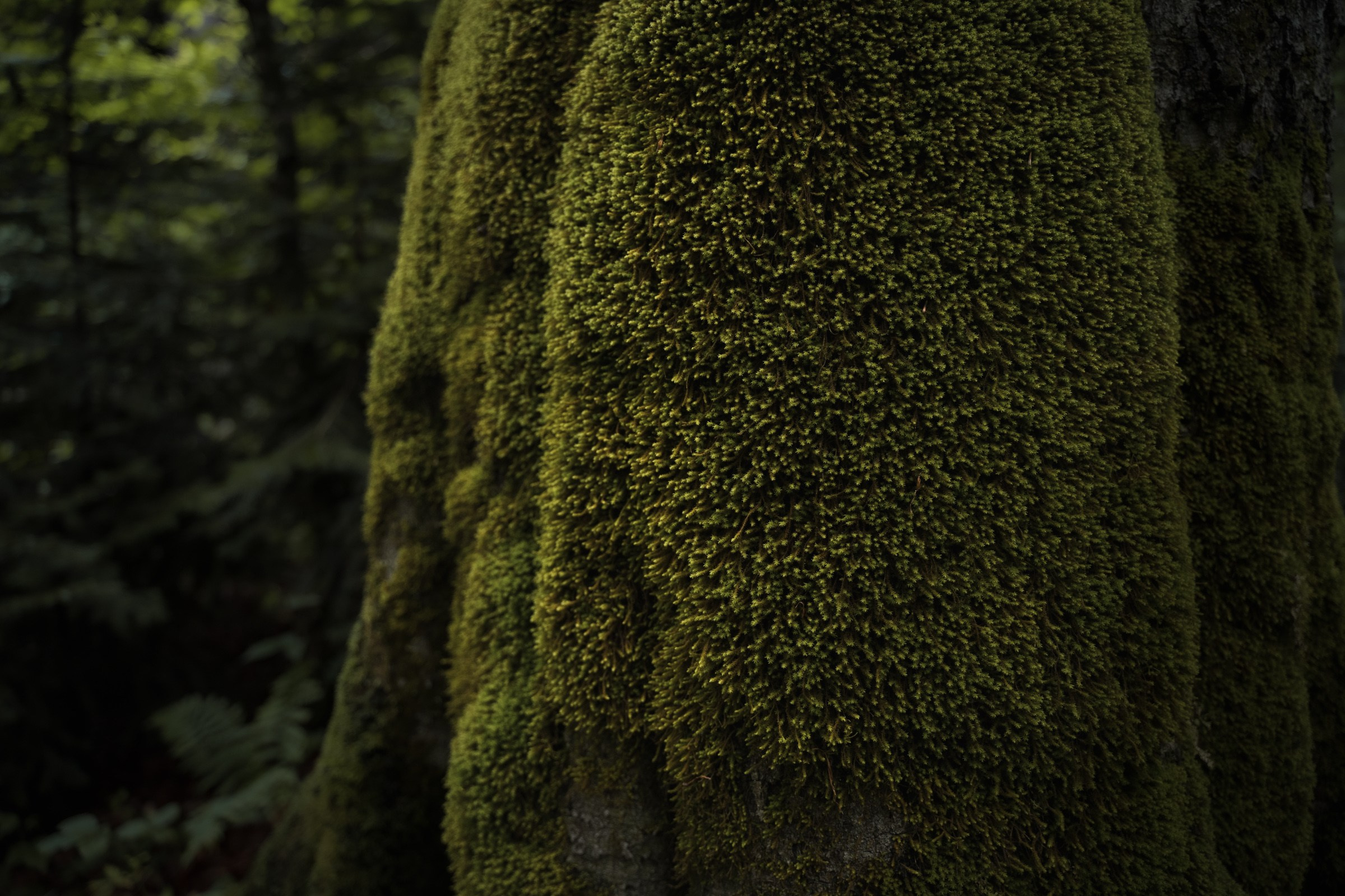 Адыгея. Большой Тхач. Фотограф в поход и восхождение на Эльбрус Игорь Косарев