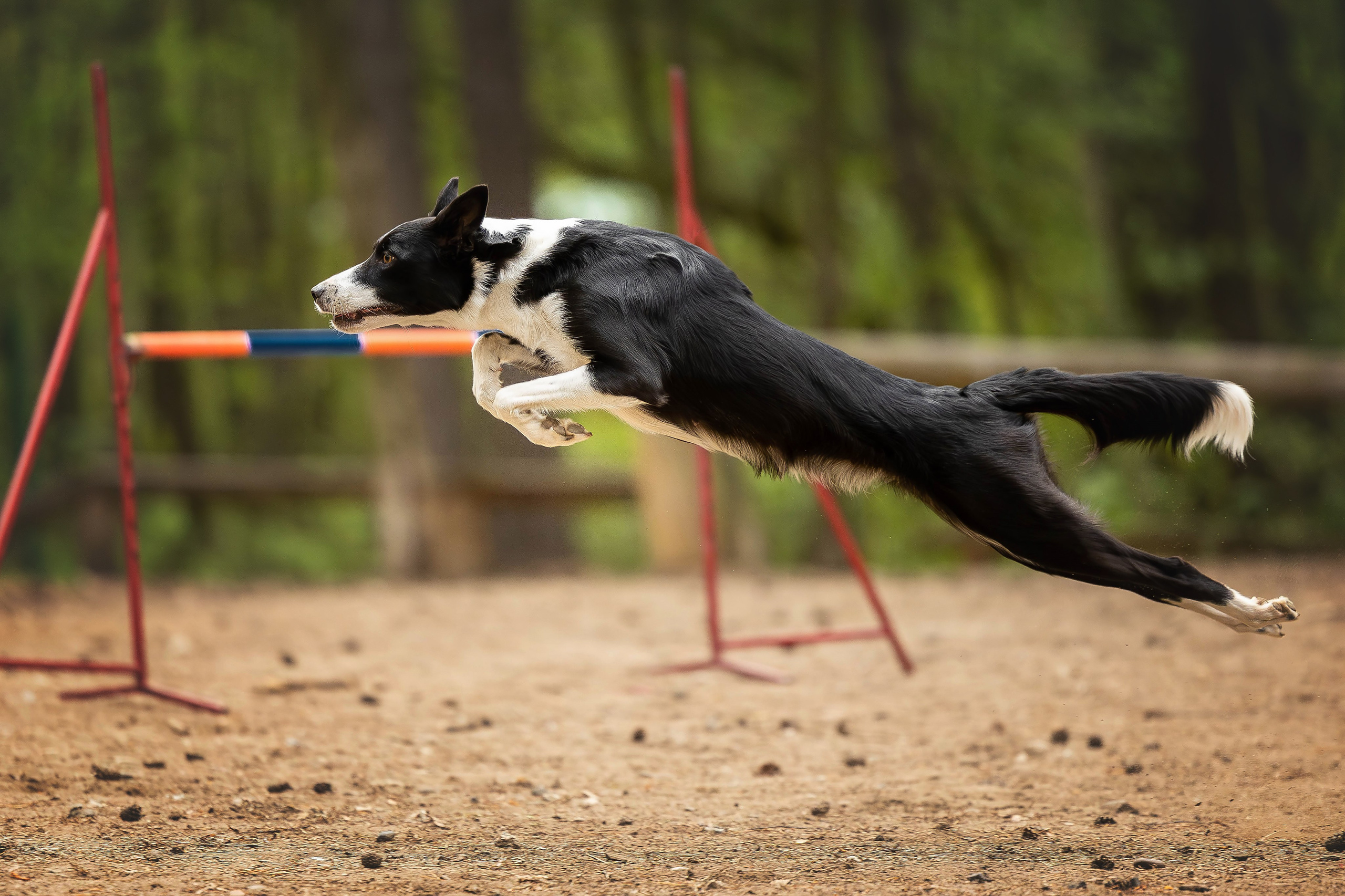 Тренировка аджилити. Фотограф Анималист в Перми Анастасия Остерман
