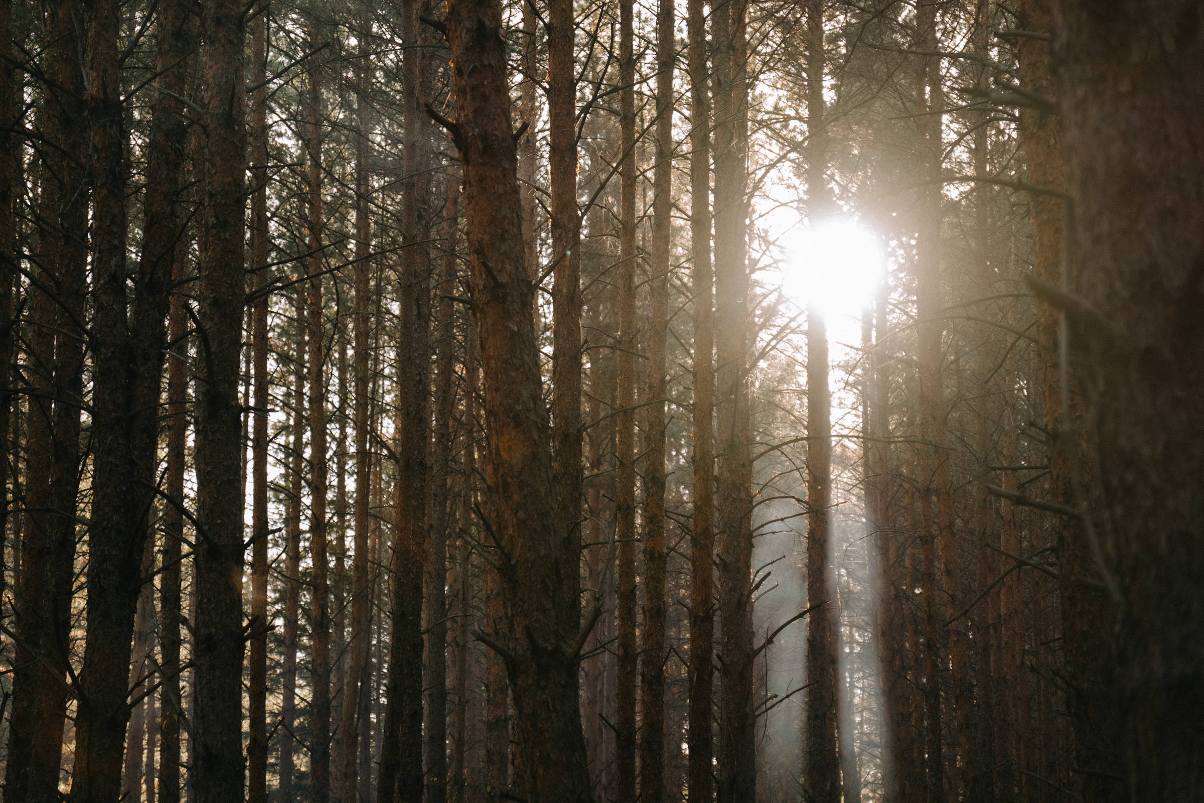ДАРЬЯ И ВАДИМ. Свадебный и семейный фотограф в Абакане Василевский Алексей
