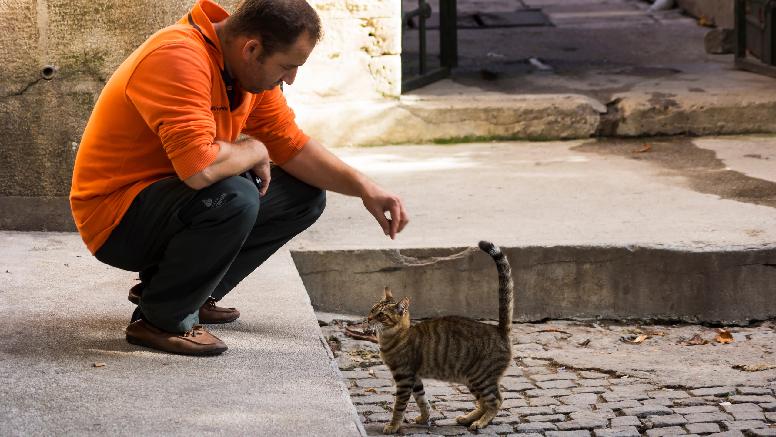 Стамбульские кошки. Фотограф-путешественник Самойлов Максим «Sly Fox»