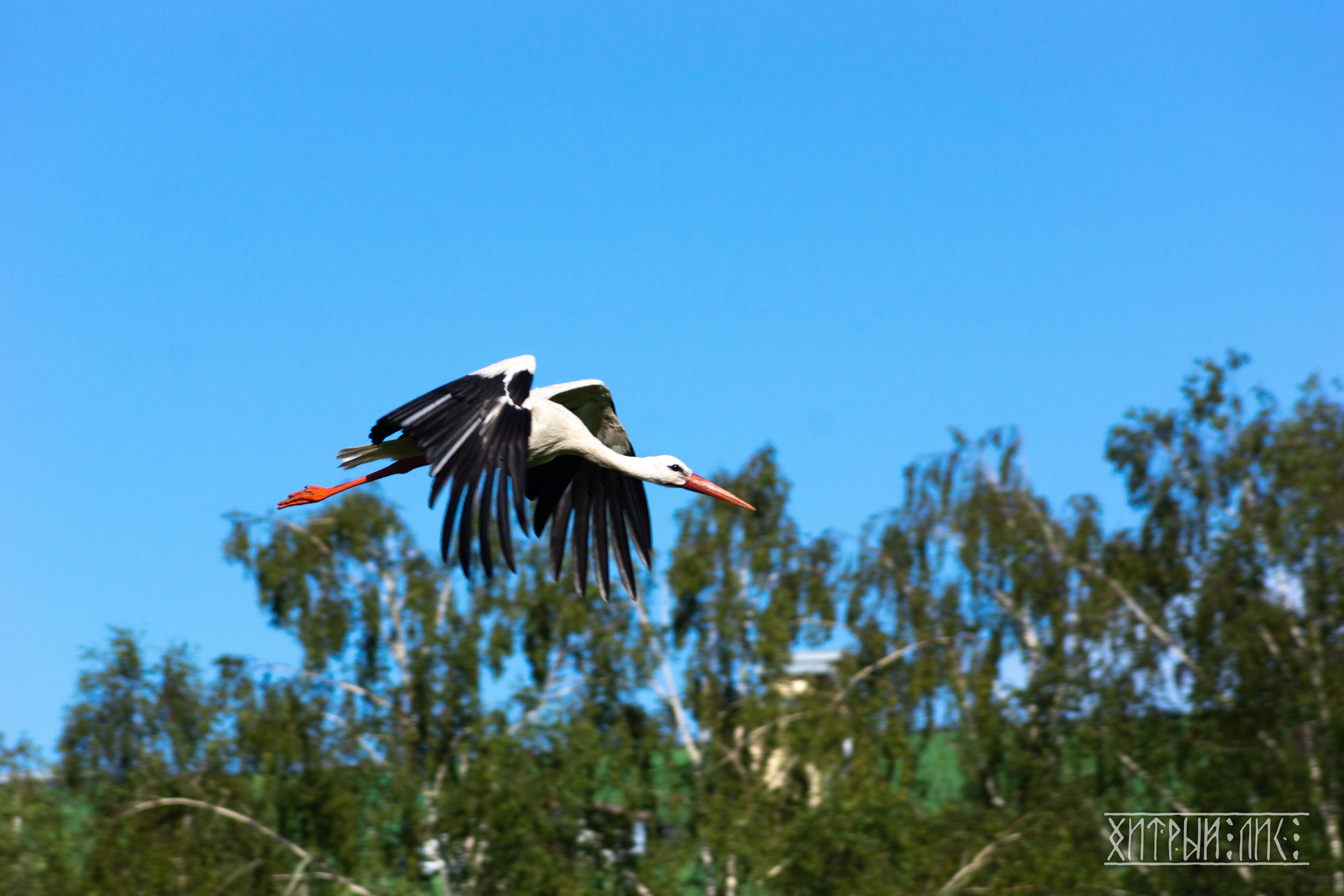 Беларусь. Фотограф-путешественник Самойлов Максим «Sly Fox»