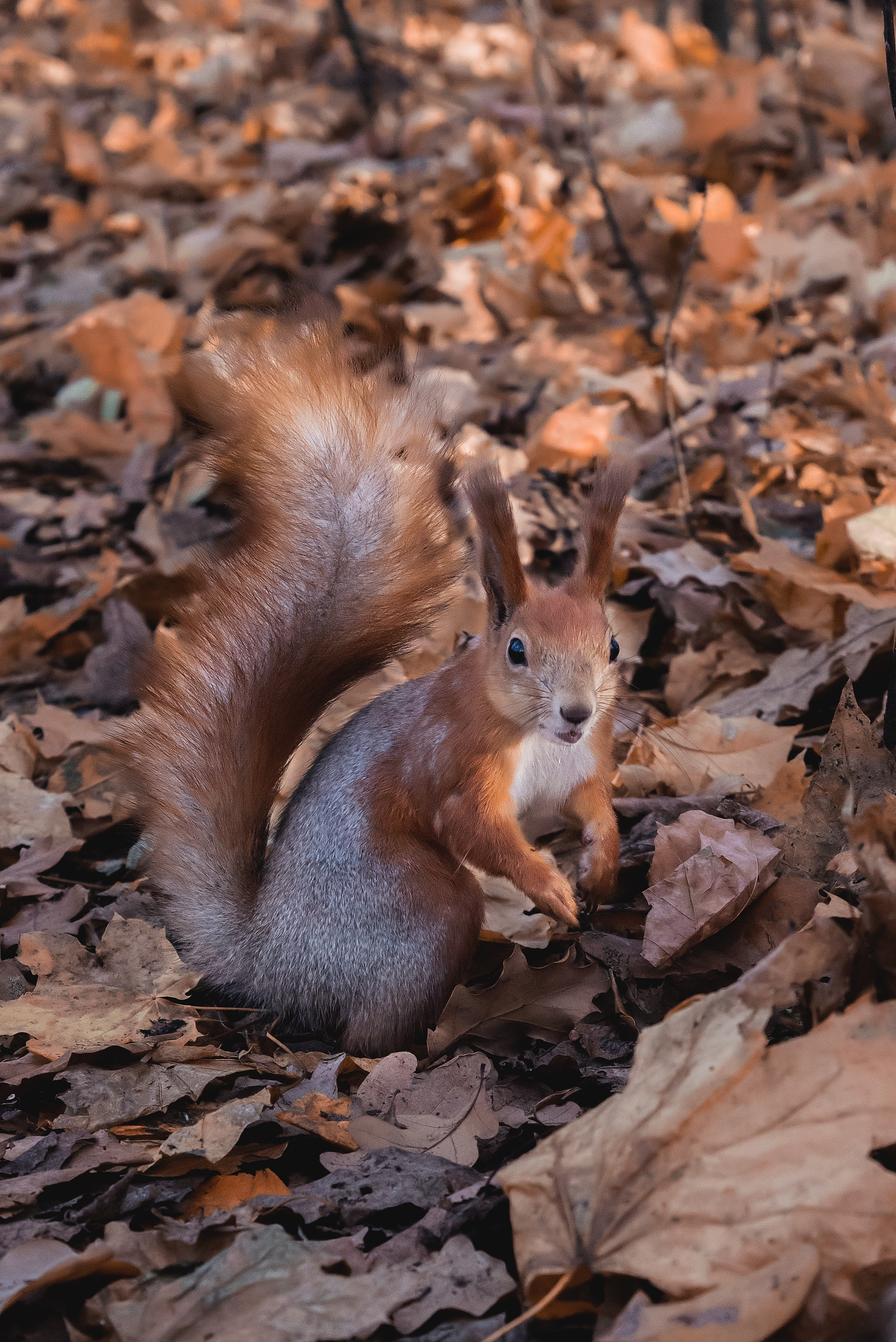 Случайные моменты. Бжицких Виталий — фотограф г. Ульяновск