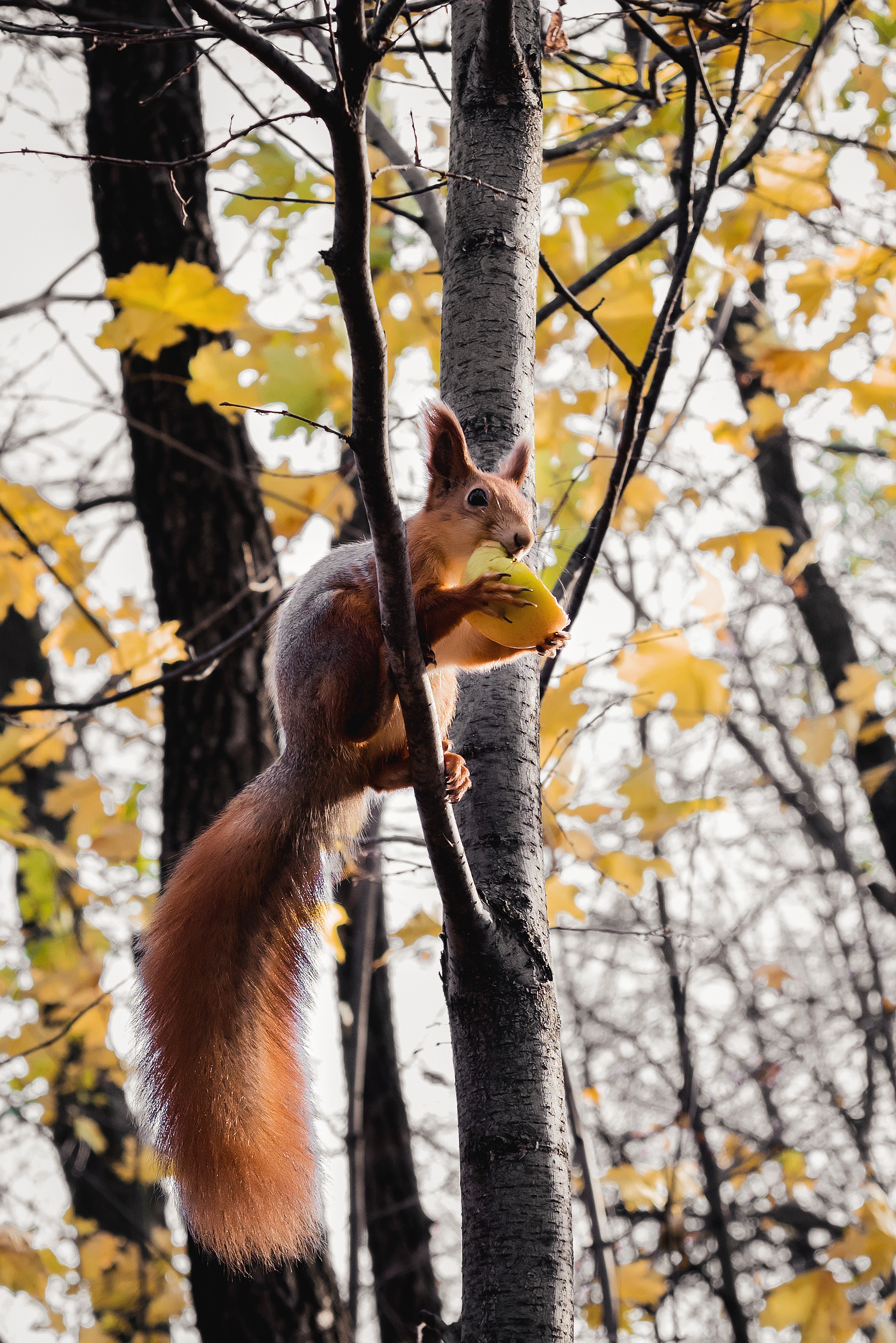 Случайные моменты. Бжицких Виталий — фотограф г. Ульяновск