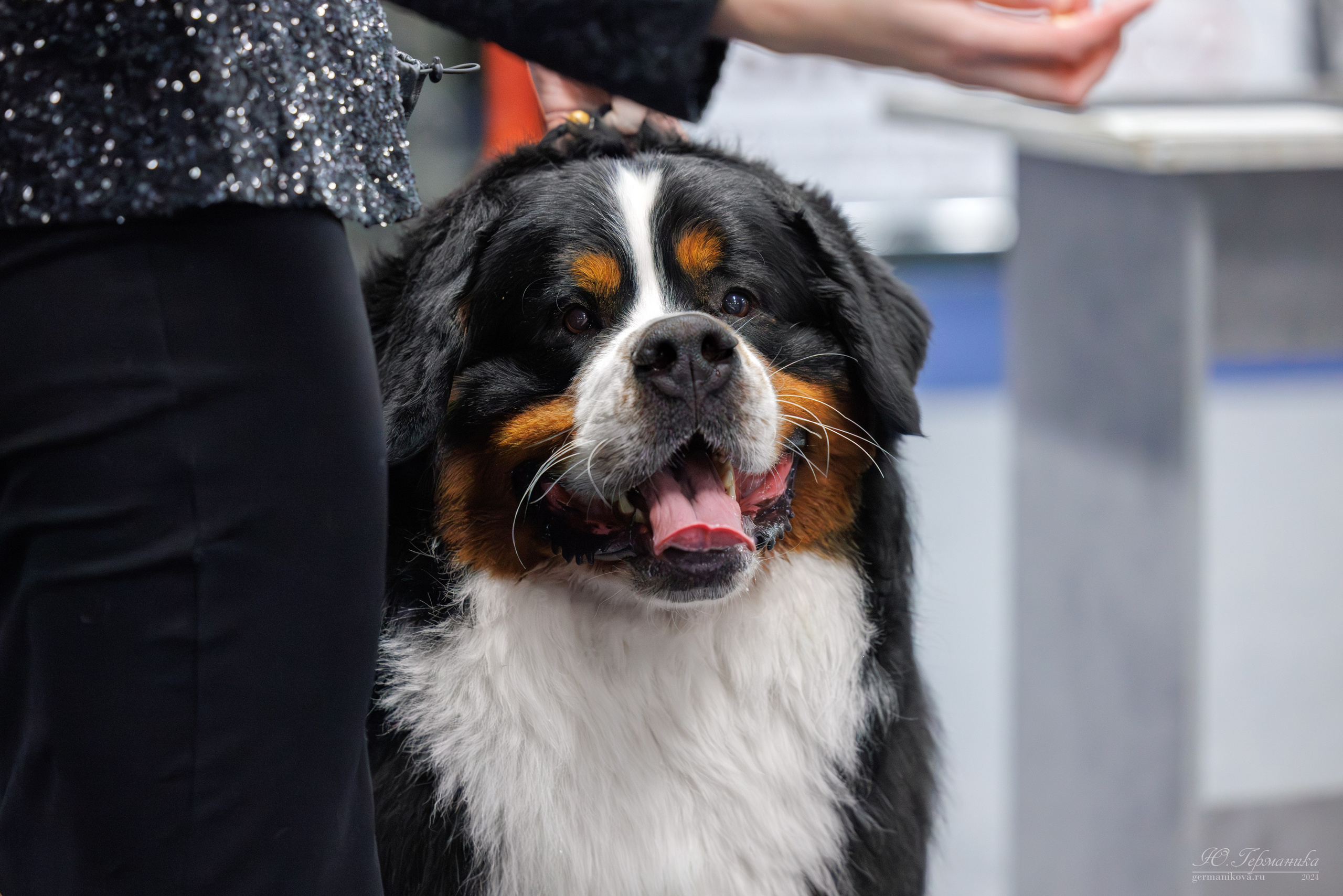 Сфера и Крокус 8,9,16 и 30.03.2025. Фотограф-анималист Юлия Германика