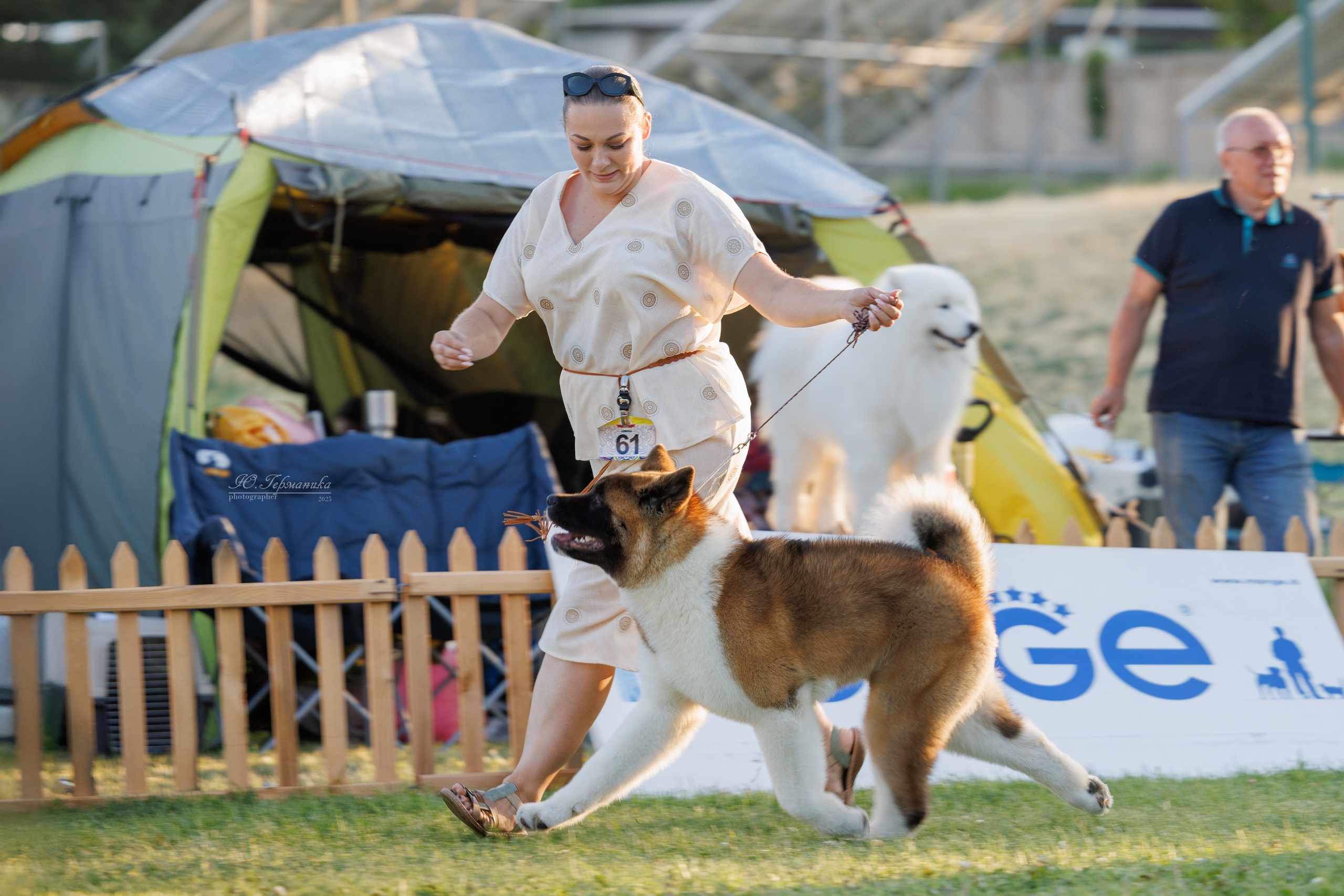 Ереван 3хCACIB 23-25.06.2025. Фотограф-анималист Юлия Германика