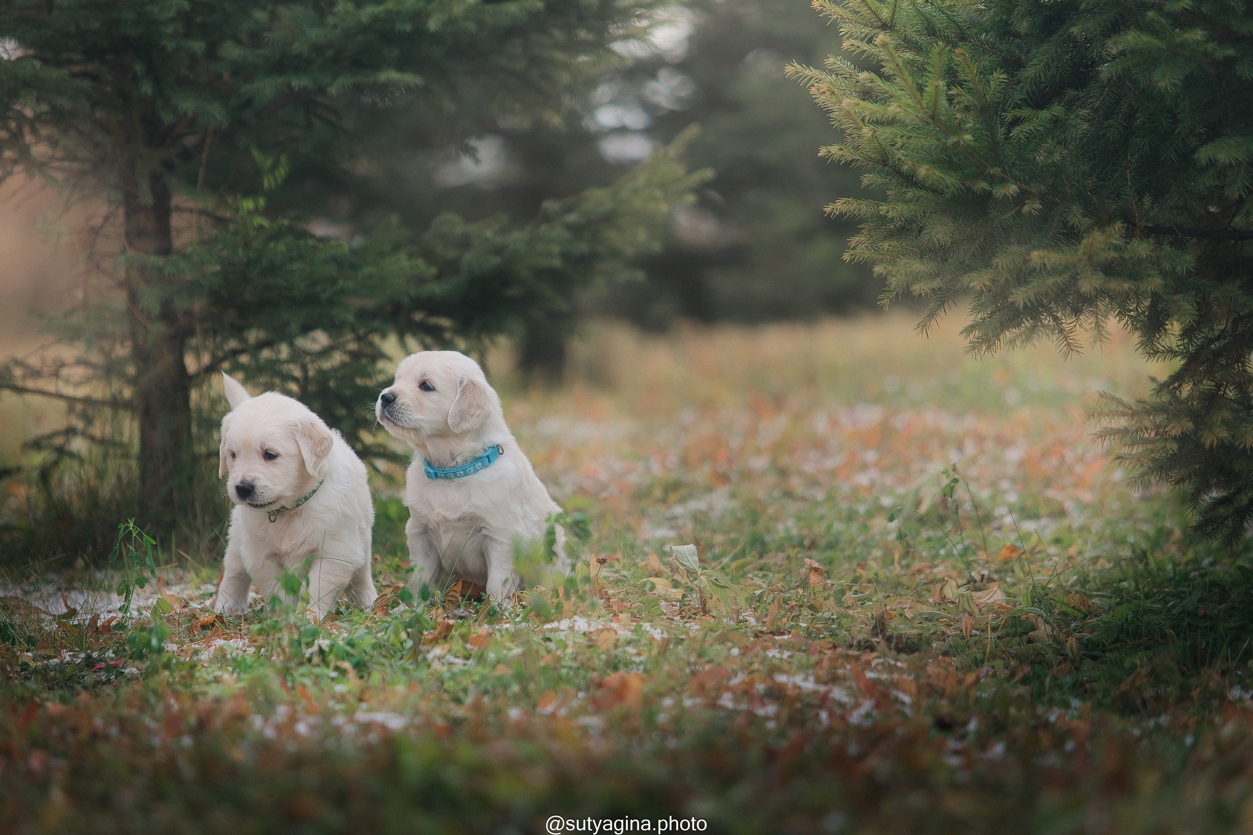 Голубой ошейник. Свадебный и женский фотограф