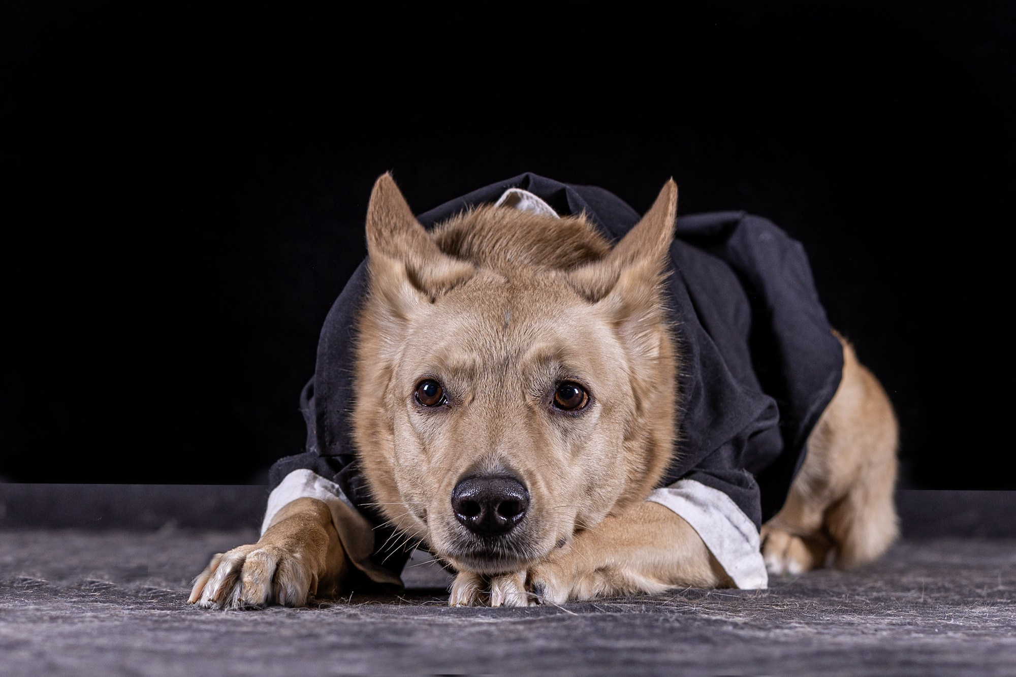 НА ЧЕРНОМ. Борис Артамонов фотограф — анималист. Москва