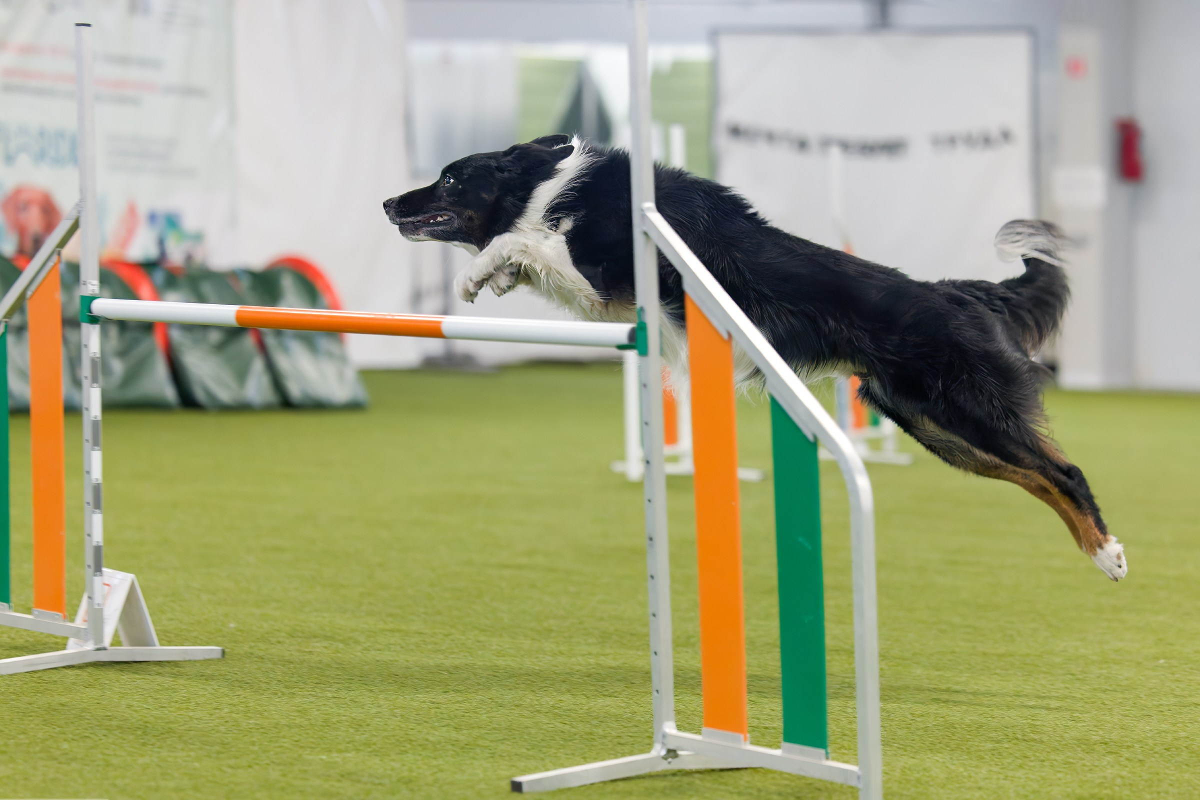 День рождения Пёсбурга — февраль 2025. Irenephoto.ru