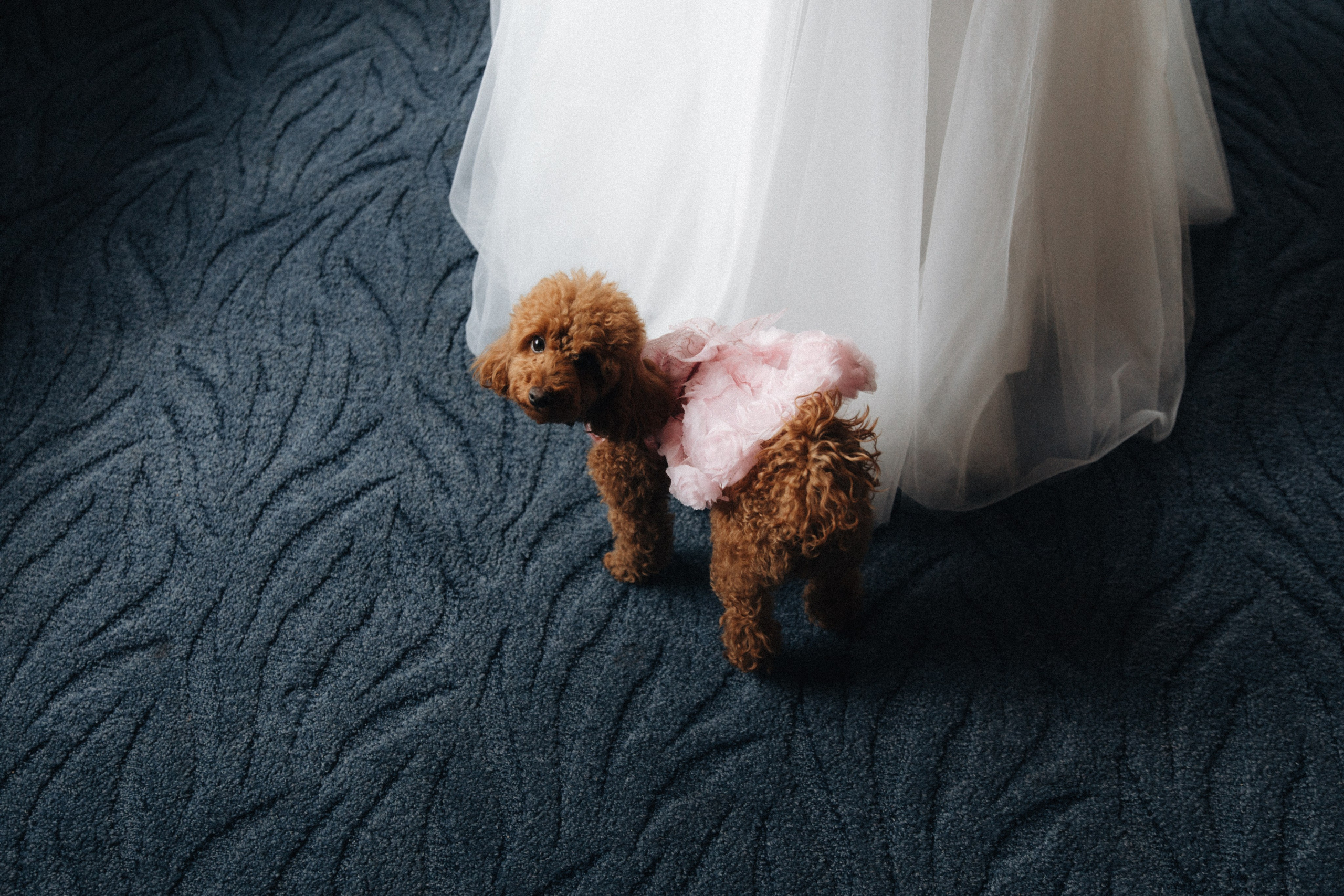 Свадебный фотограф в Астане Асанали Балтахан