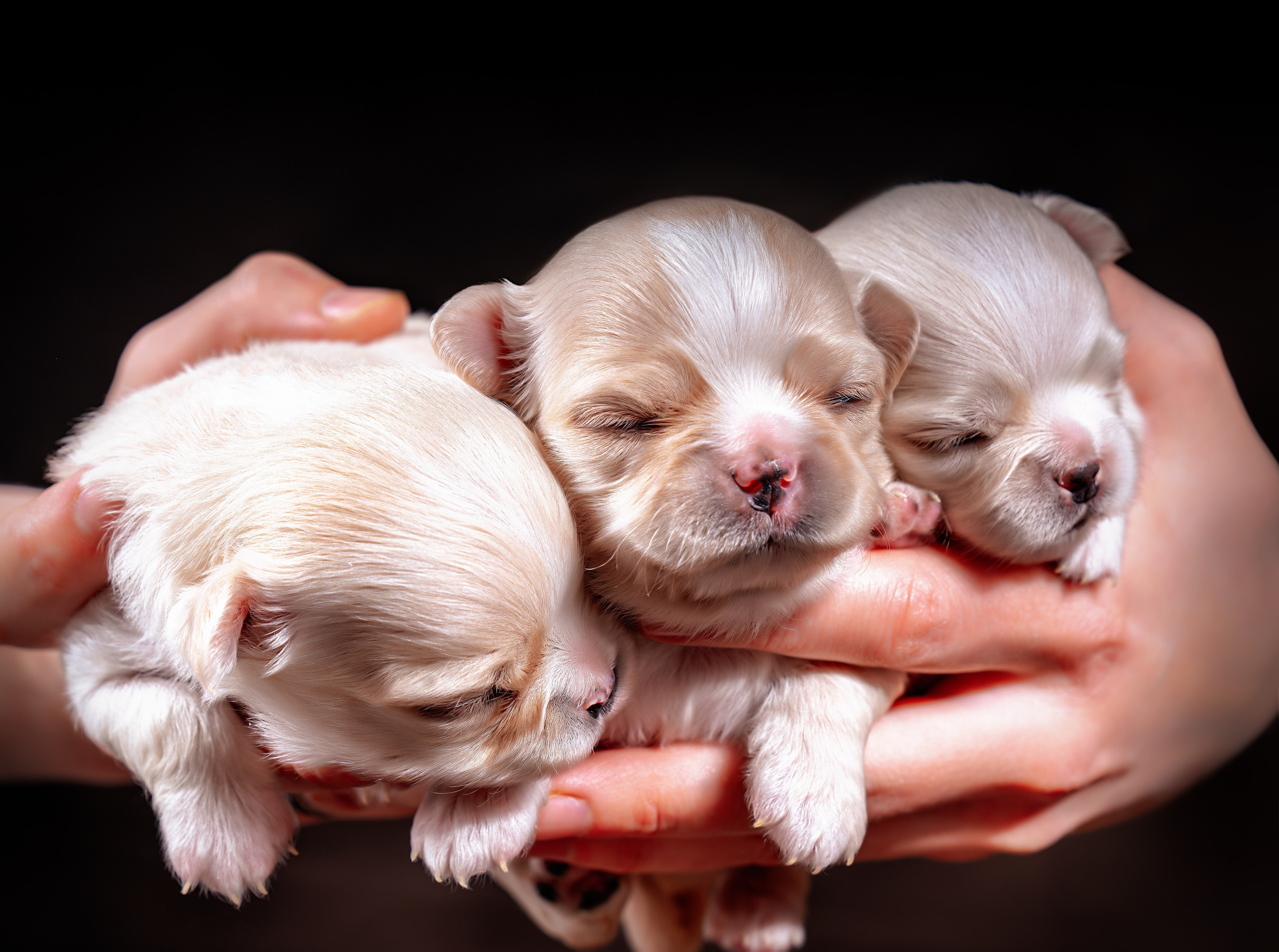 ФОТОПАМЯТЬ ВАШИХ ЭМОЦИЙ. Фотограф-анималист, семейный фотограф в Москве и Подмосковье. Фотосъёмка кинологических дисциплин