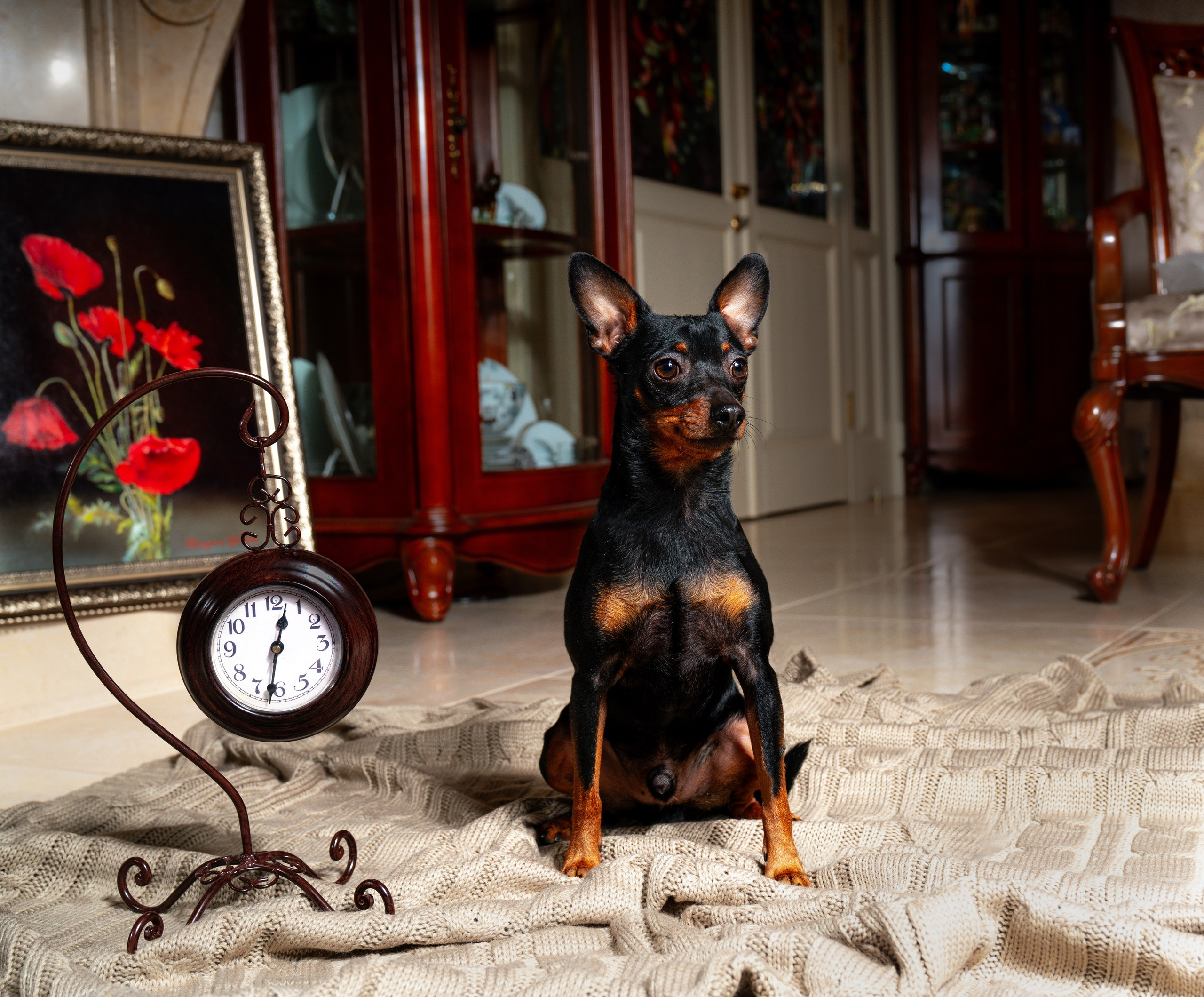 ФОТОПАМЯТЬ ВАШИХ ЭМОЦИЙ. Фотограф-анималист, семейный фотограф в Москве и Подмосковье. Фотосъёмка кинологических дисциплин