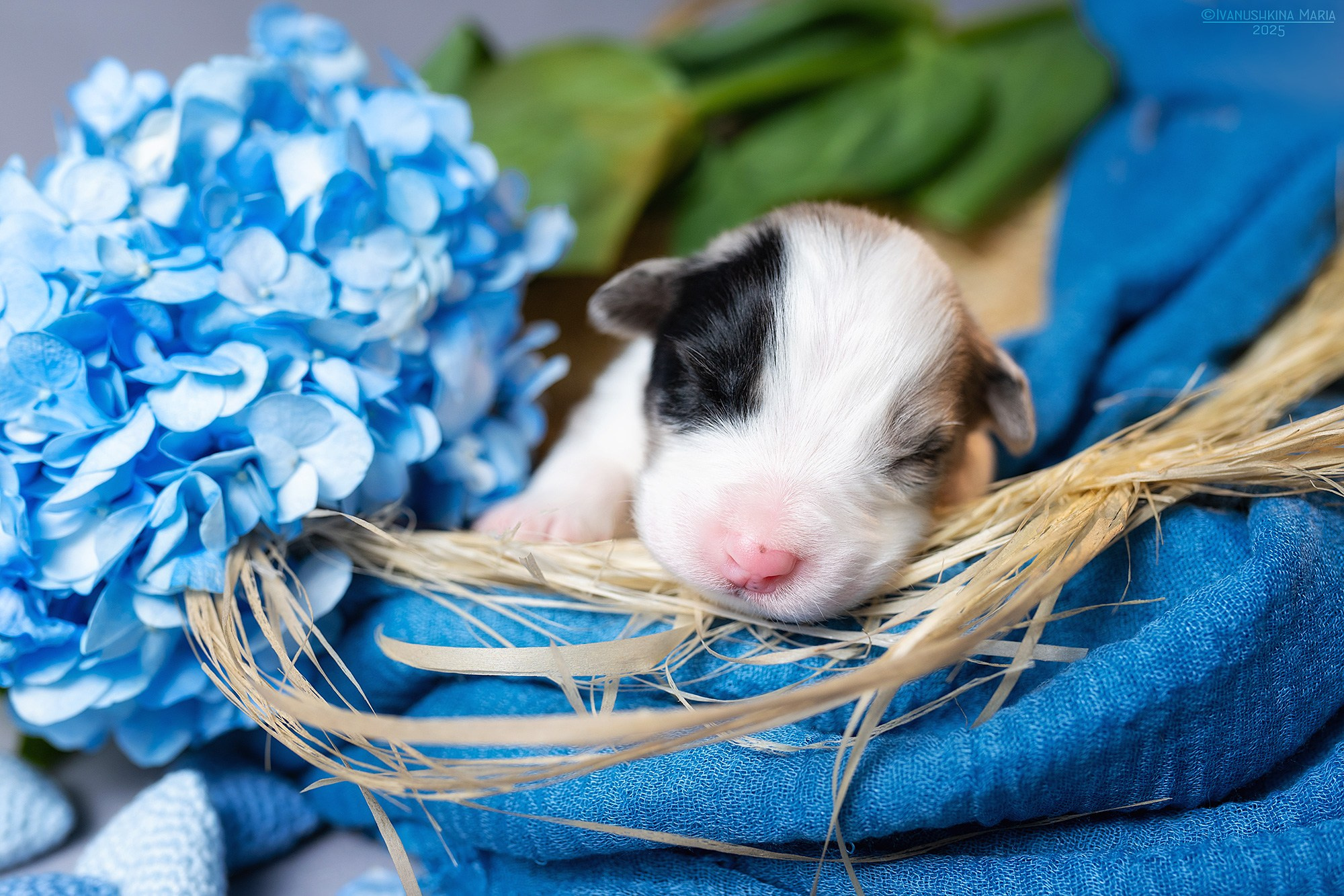 Ньюборн фотосессия щенков. Фотограф собак в Москве и Московской области Иванушкина Мария