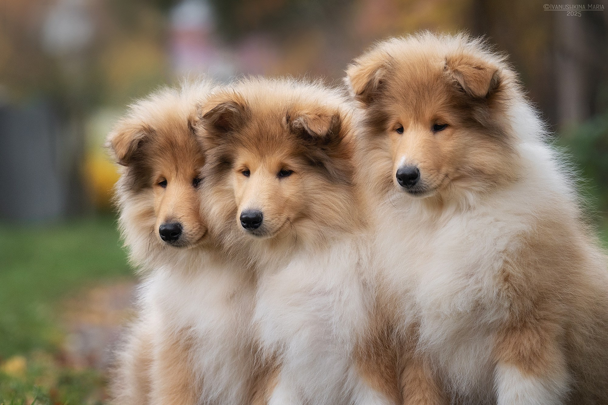 Фотосессия щенков на продажу. Фотограф собак в Москве и Московской области Иванушкина Мария