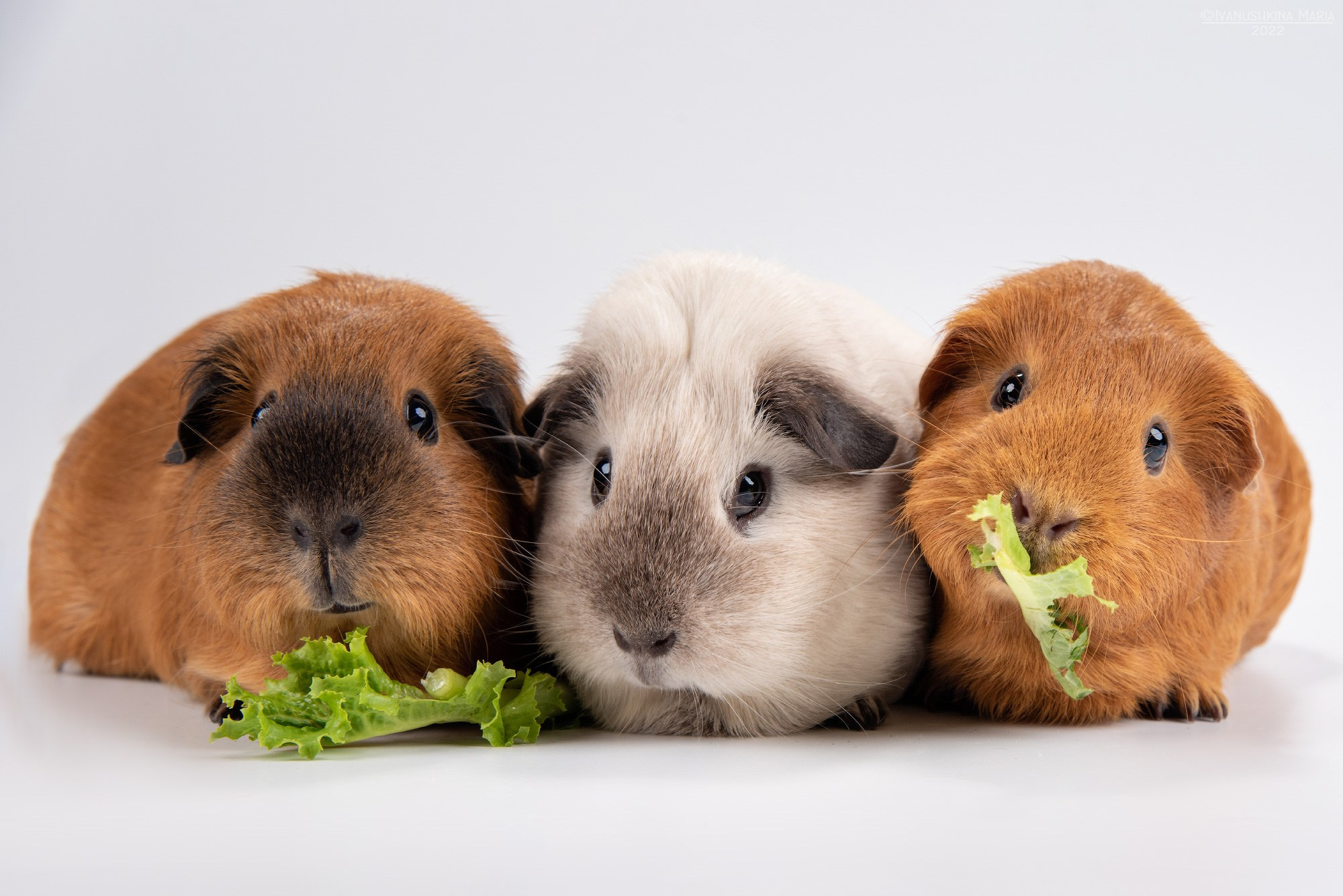 Фотосессии экзотических животных в студии. Фотограф собак в Москве и Московской области Иванушкина Мария